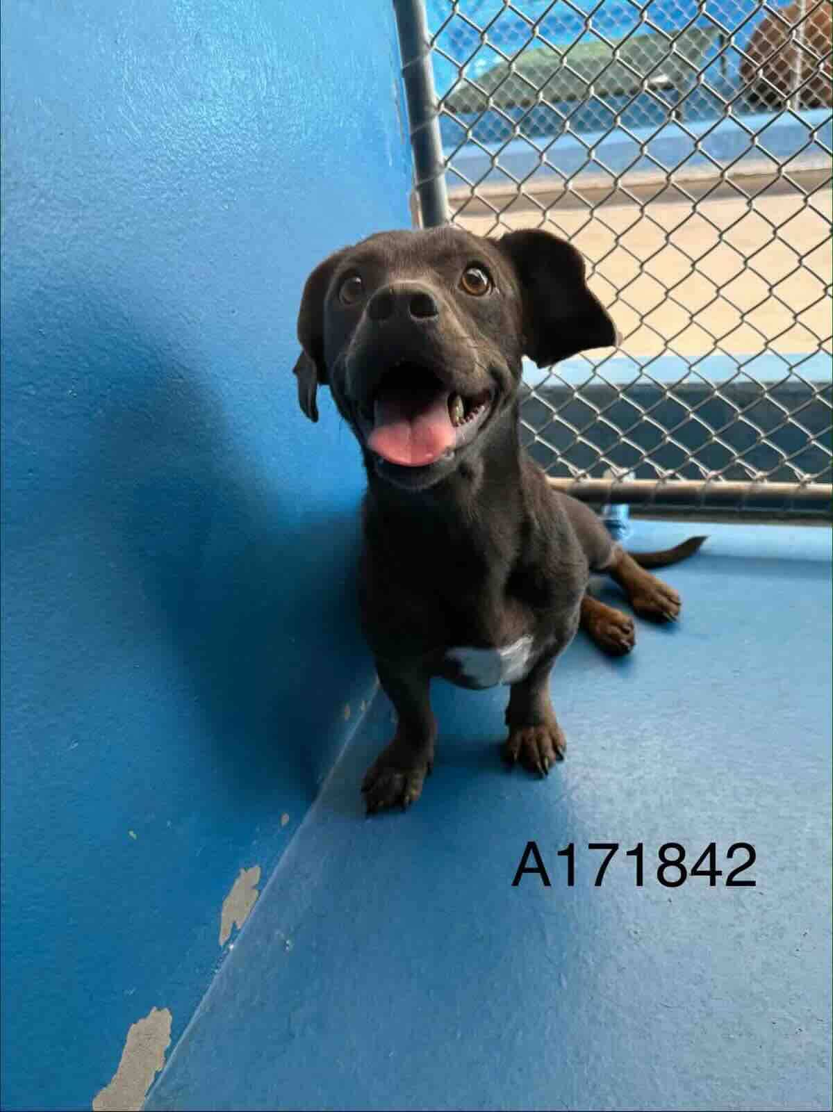 Brisco - Dachshund Mix available for adoption at BARCS Rescue in Calgary