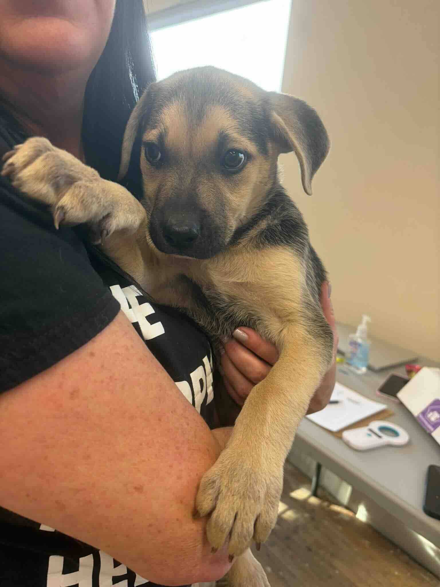 Tula - Shepherd Mix available for adoption