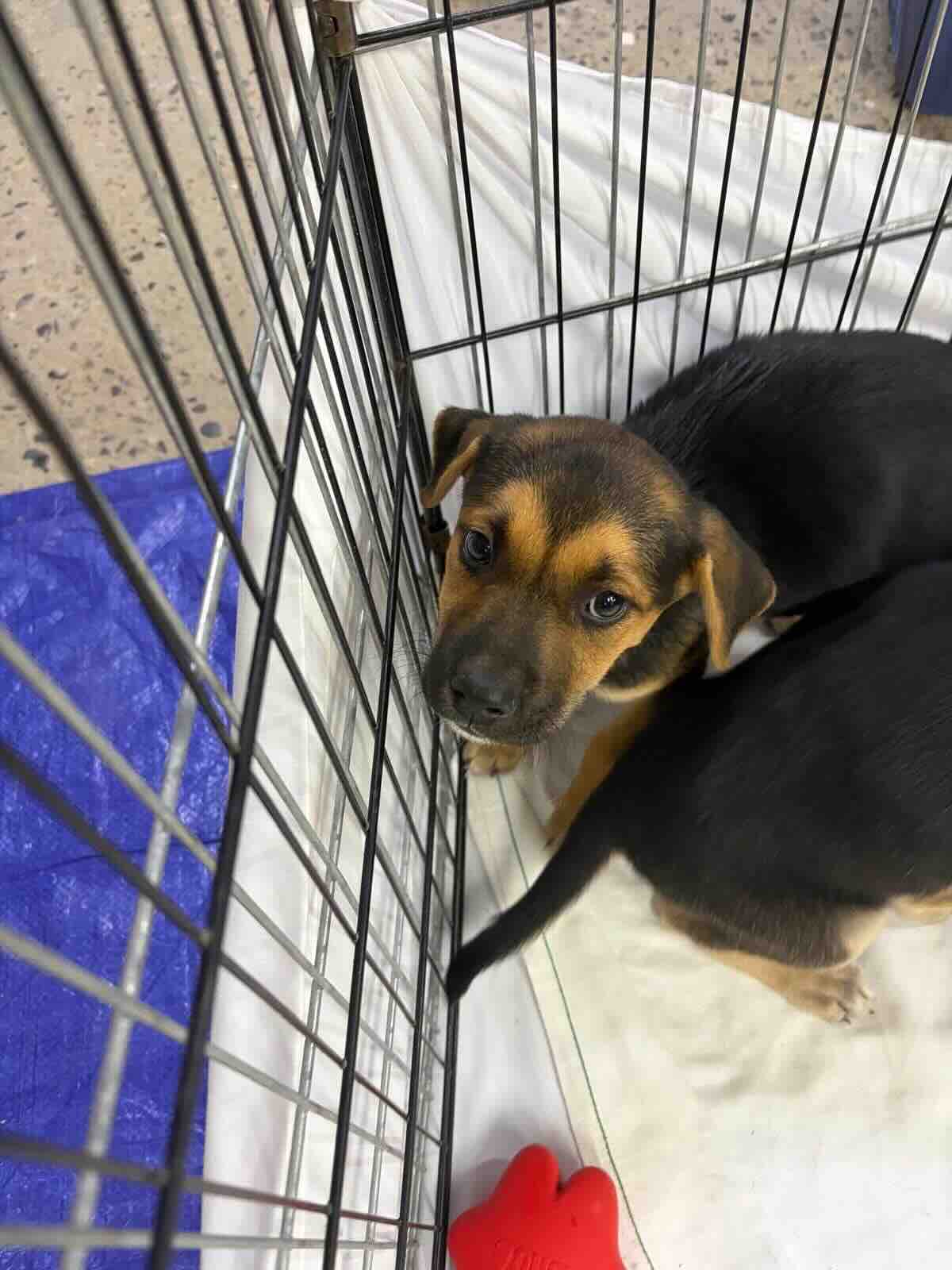 Leela - Shepherd Mix available for adoption at BARCS Rescue in Calgary