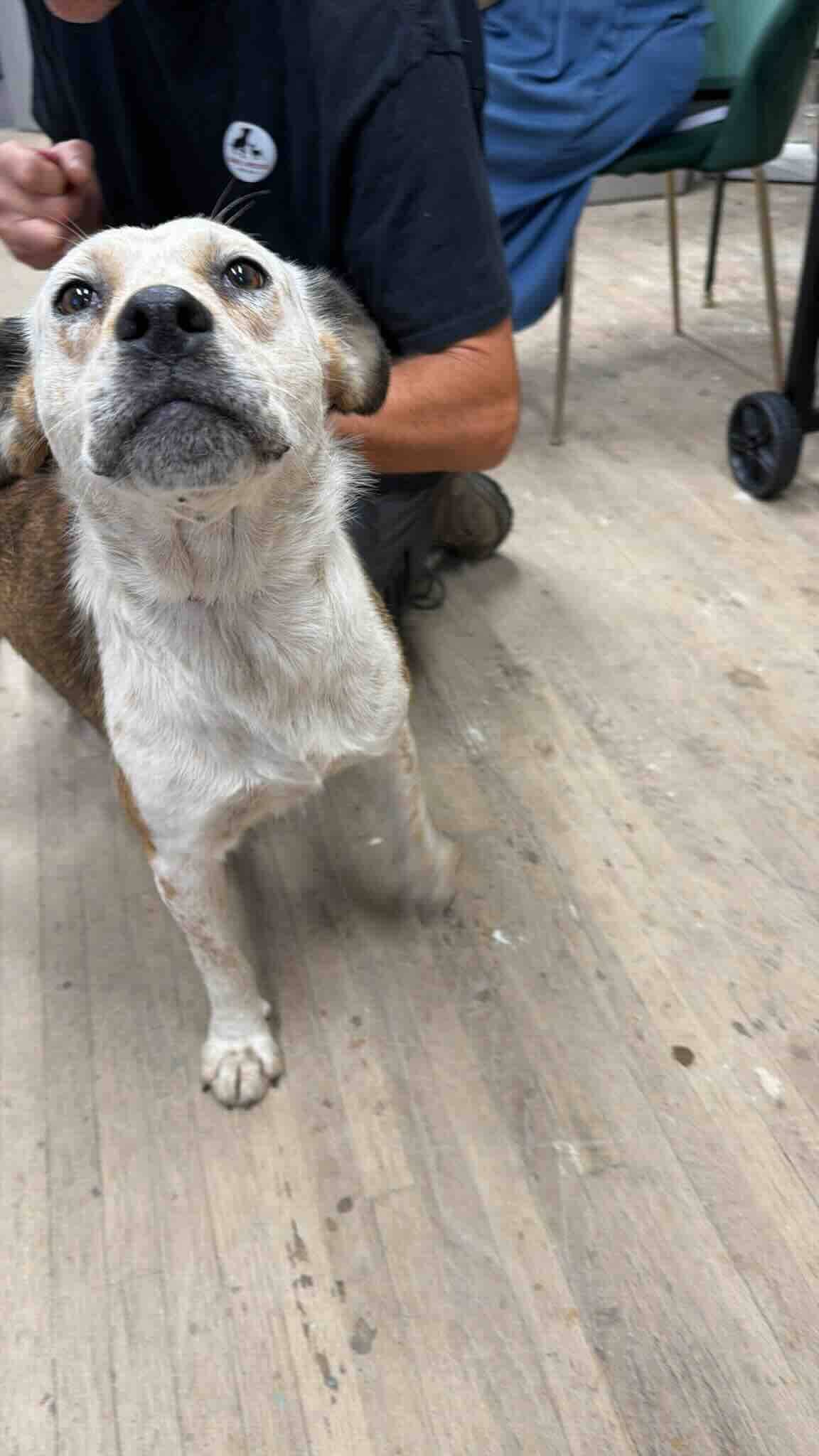Darla - Australian Cattle Dog Mix available for adoption at BARCS Rescue in Calgary