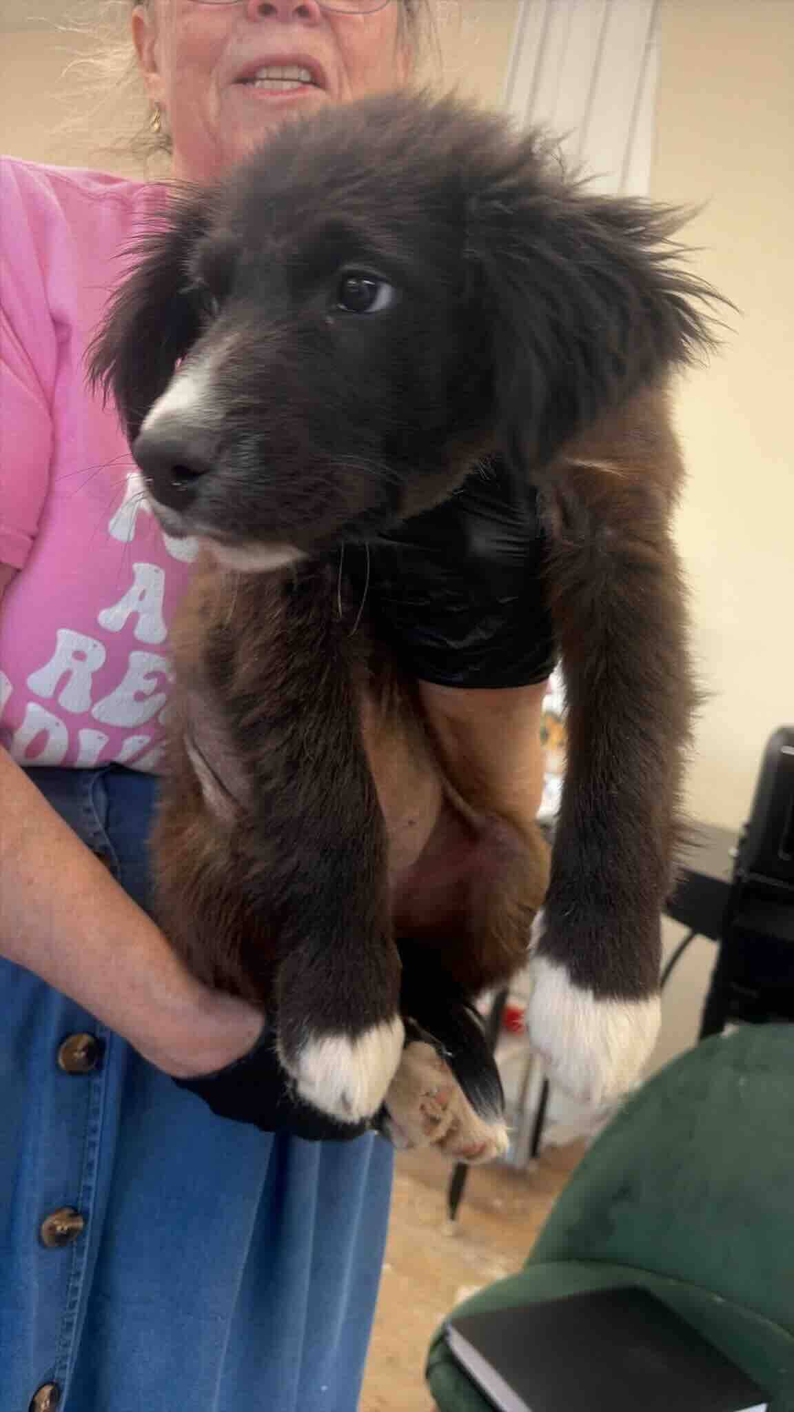 Slick - Shepherd/Australian Cattle Dog Mix available for adoption at BARCS Rescue in Calgary