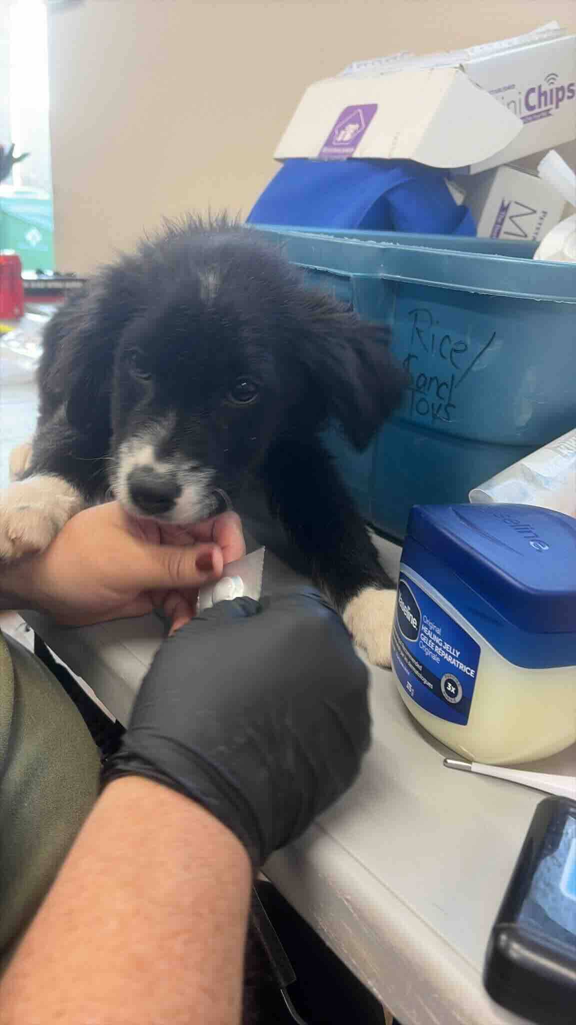 Nickles - Shepherd/Australian Cattle Dog Mix available for adoption at BARCS Rescue in Calgary