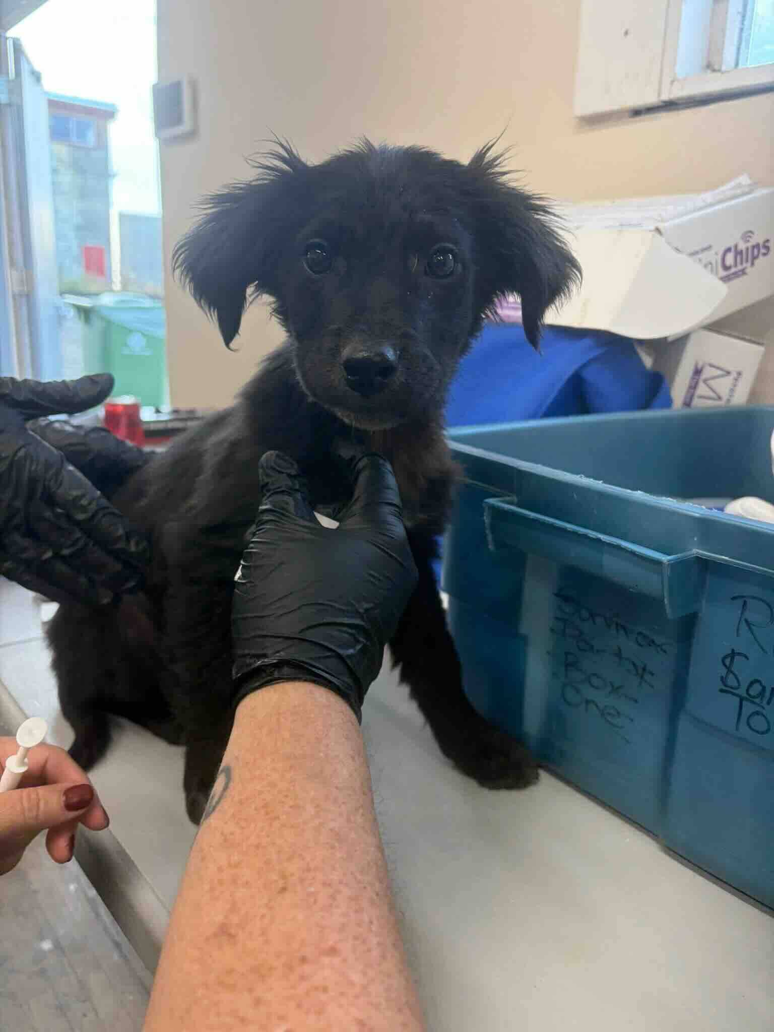 Nimbus - Shepherd/Australian Cattle Dog Mix available for adoption at BARCS Rescue in Calgary
