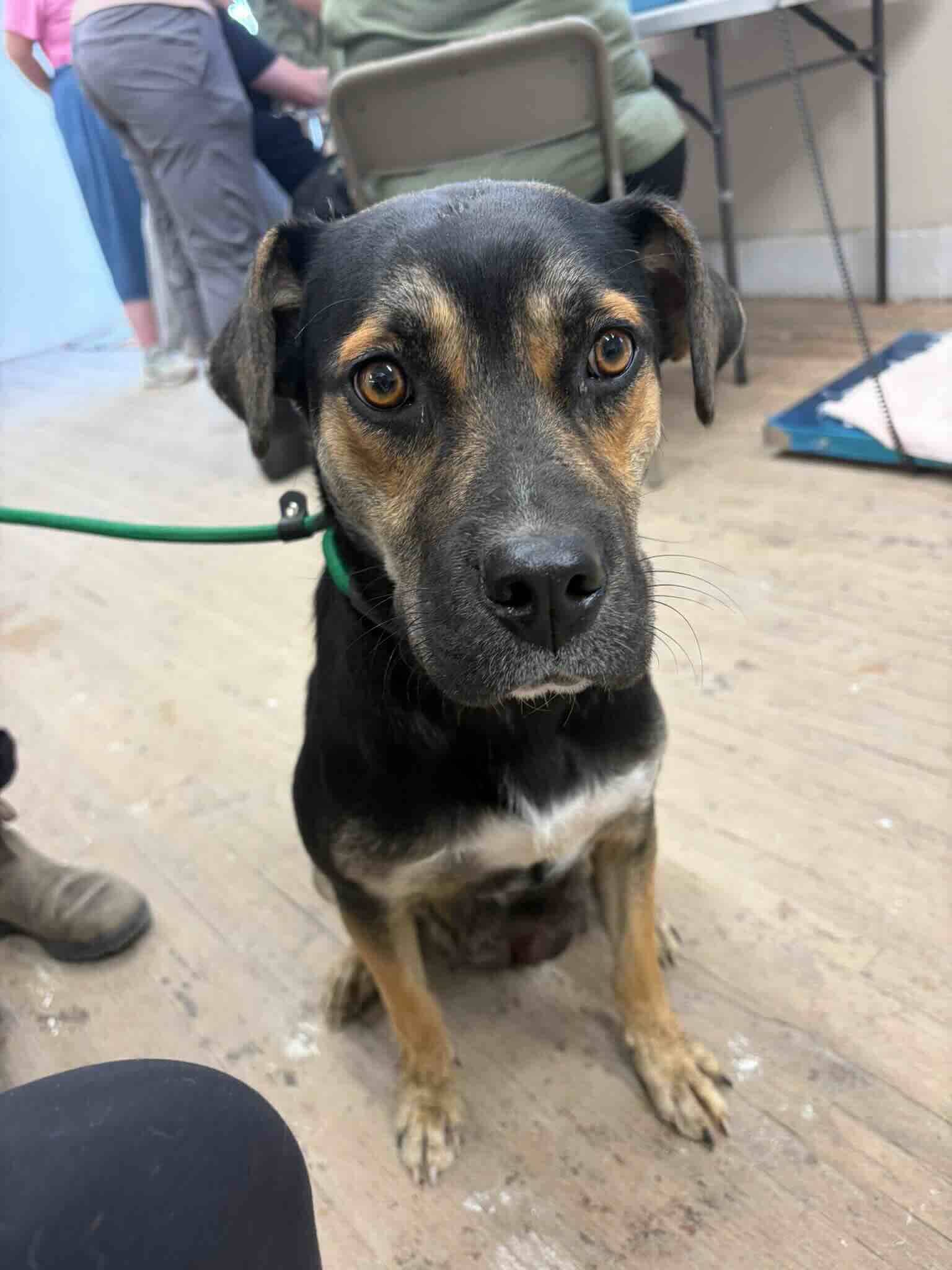 Chai - Shepherd Mix available for adoption at BARCS Rescue in Calgary