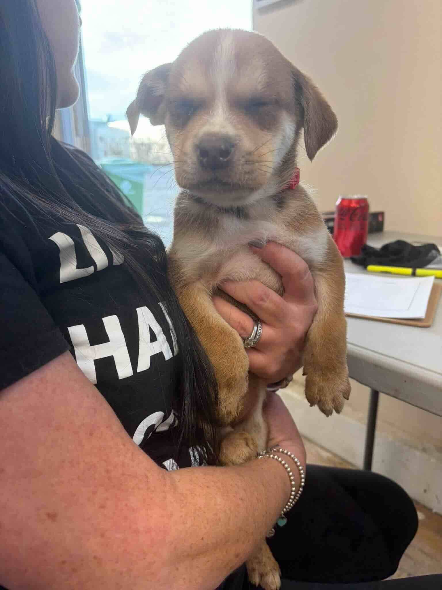 Neo - Shepherd Mix available for adoption at BARCS Rescue in Calgary