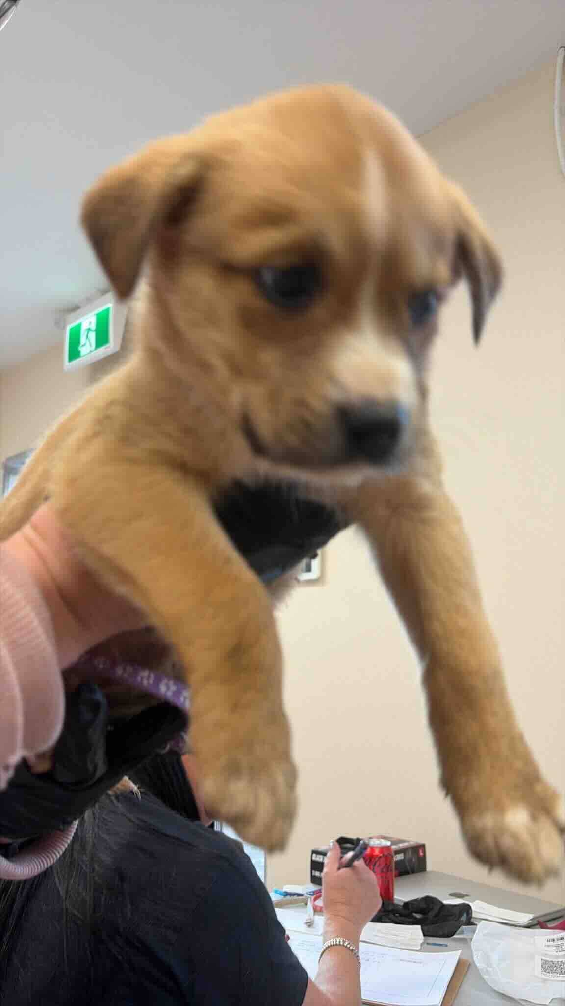 Truvy - Shepherd Mix available for adoption at BARCS Rescue in Calgary