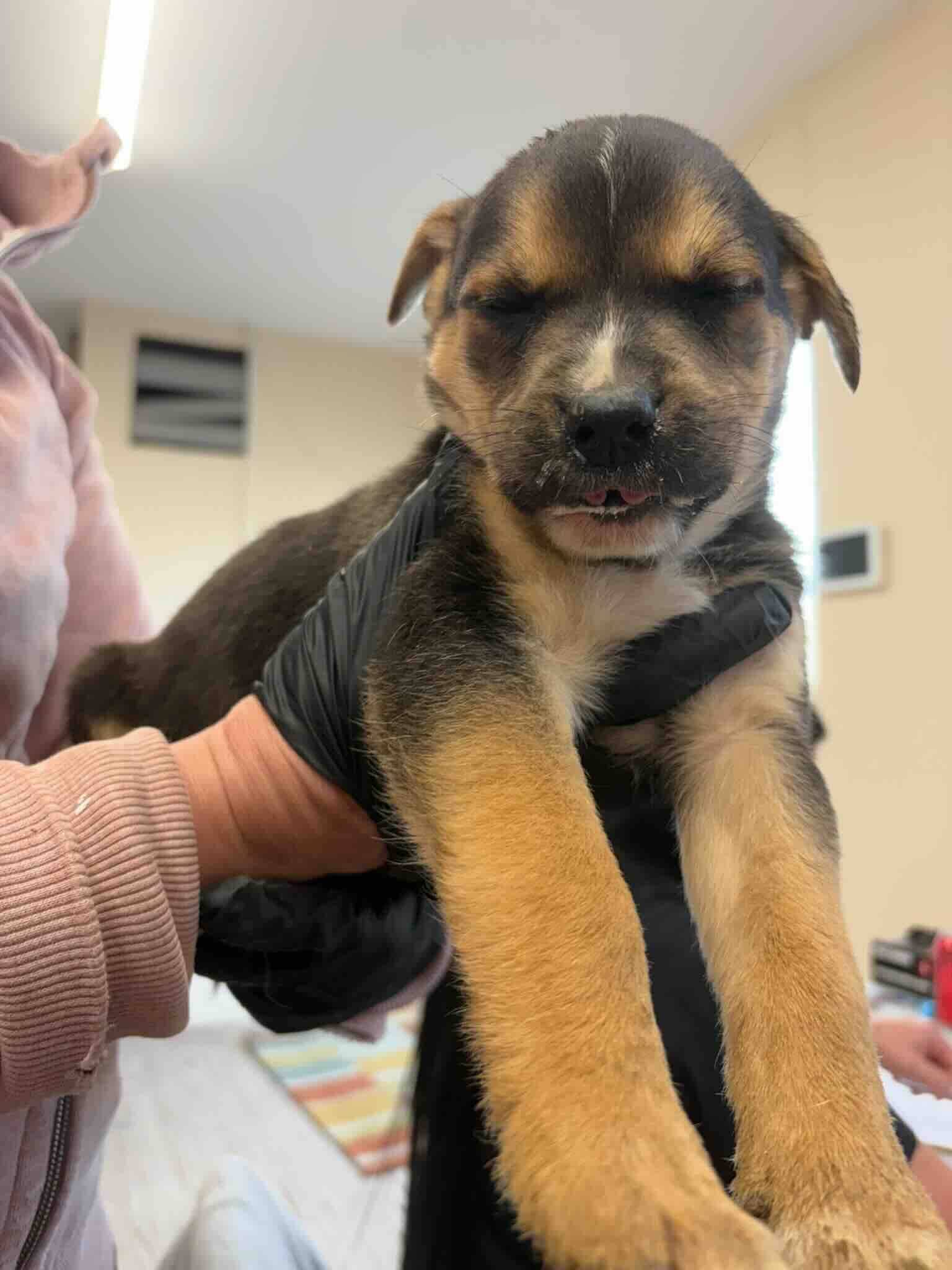 Landry - Shepherd Mix available for adoption at BARCS Rescue in Calgary