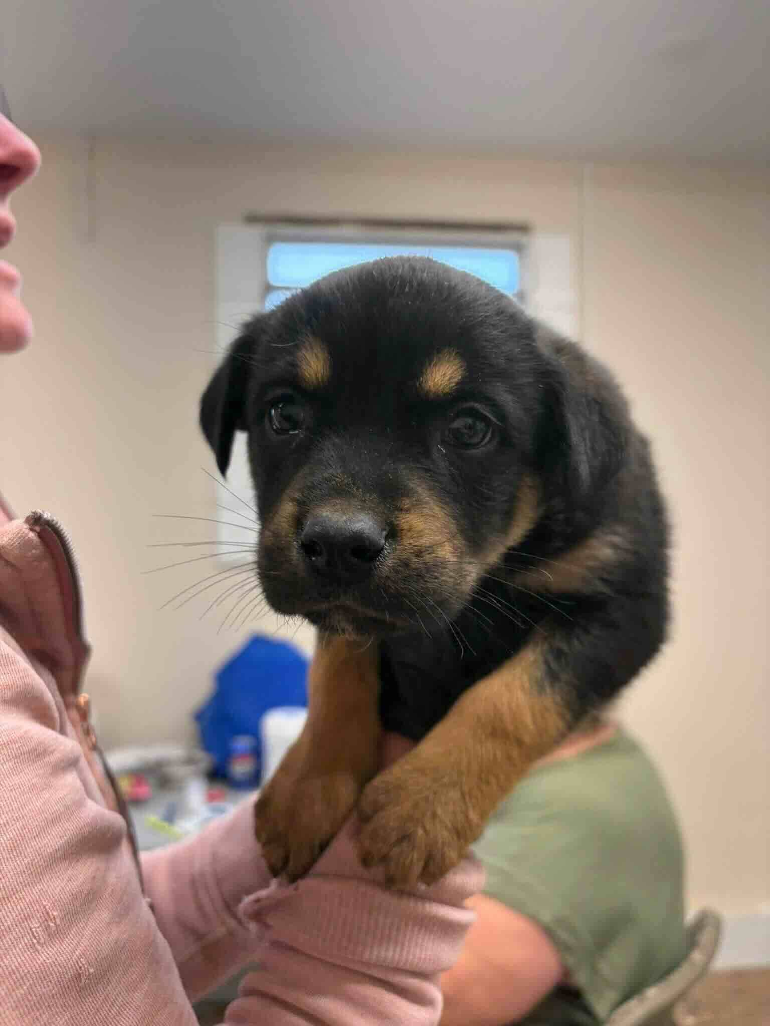Gnome - Shepherd Mix available for adoption at BARCS Rescue in Calgary