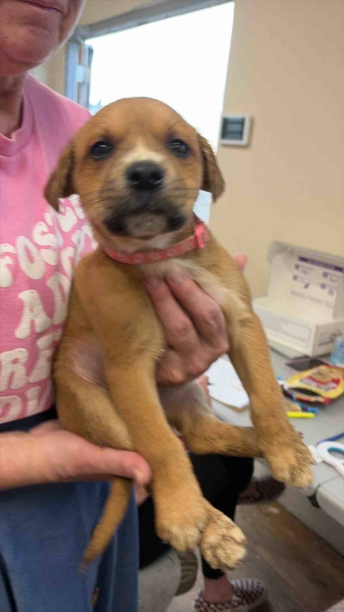 Cameron - Shepherd Mix available for adoption at BARCS Rescue in Calgary