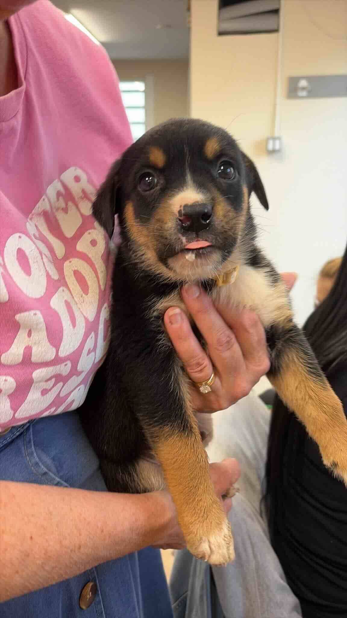 Rylan - Shepherd Mix available for adoption