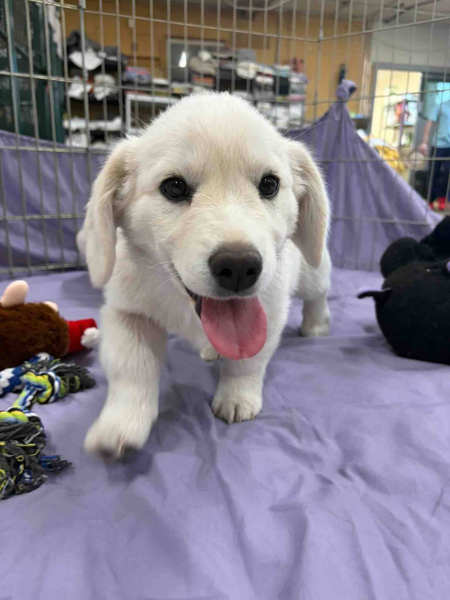 Dew - Basset Hound/Lab Mix available for adoption at BARCS Rescue in Calgary (1 of 6)