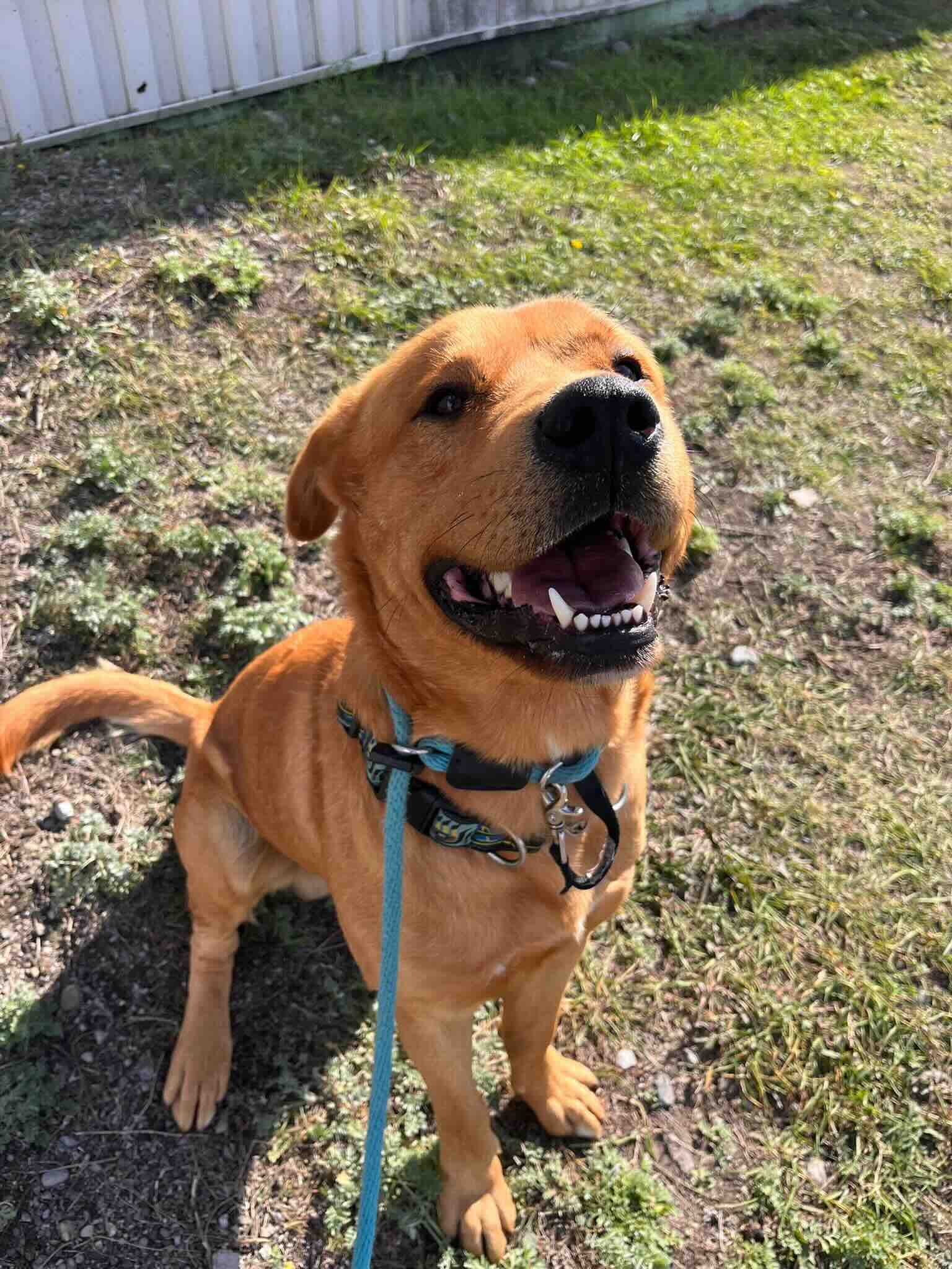 Harrison - Lab/Retriever Mix available for adoption at BARCS Rescue in Calgary (1 of 6)
