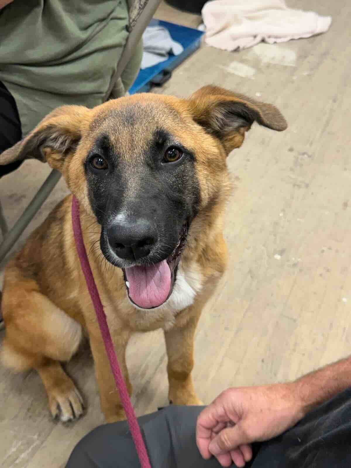 Micha - Shepherd Mix available for adoption