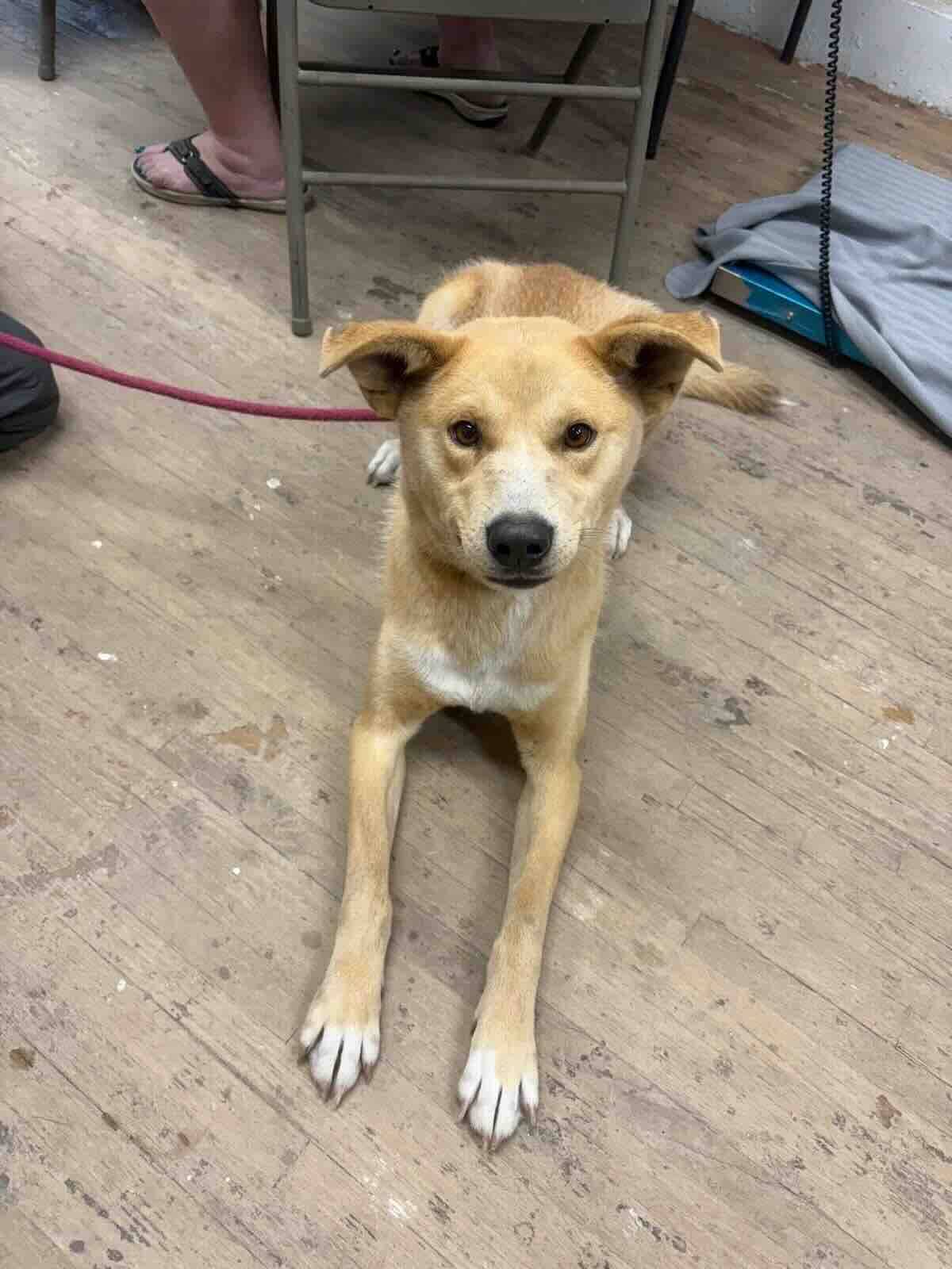 Muffin Man - Carolina Dog Mix available for adoption at BARCS Rescue in Calgary (1 of 4)