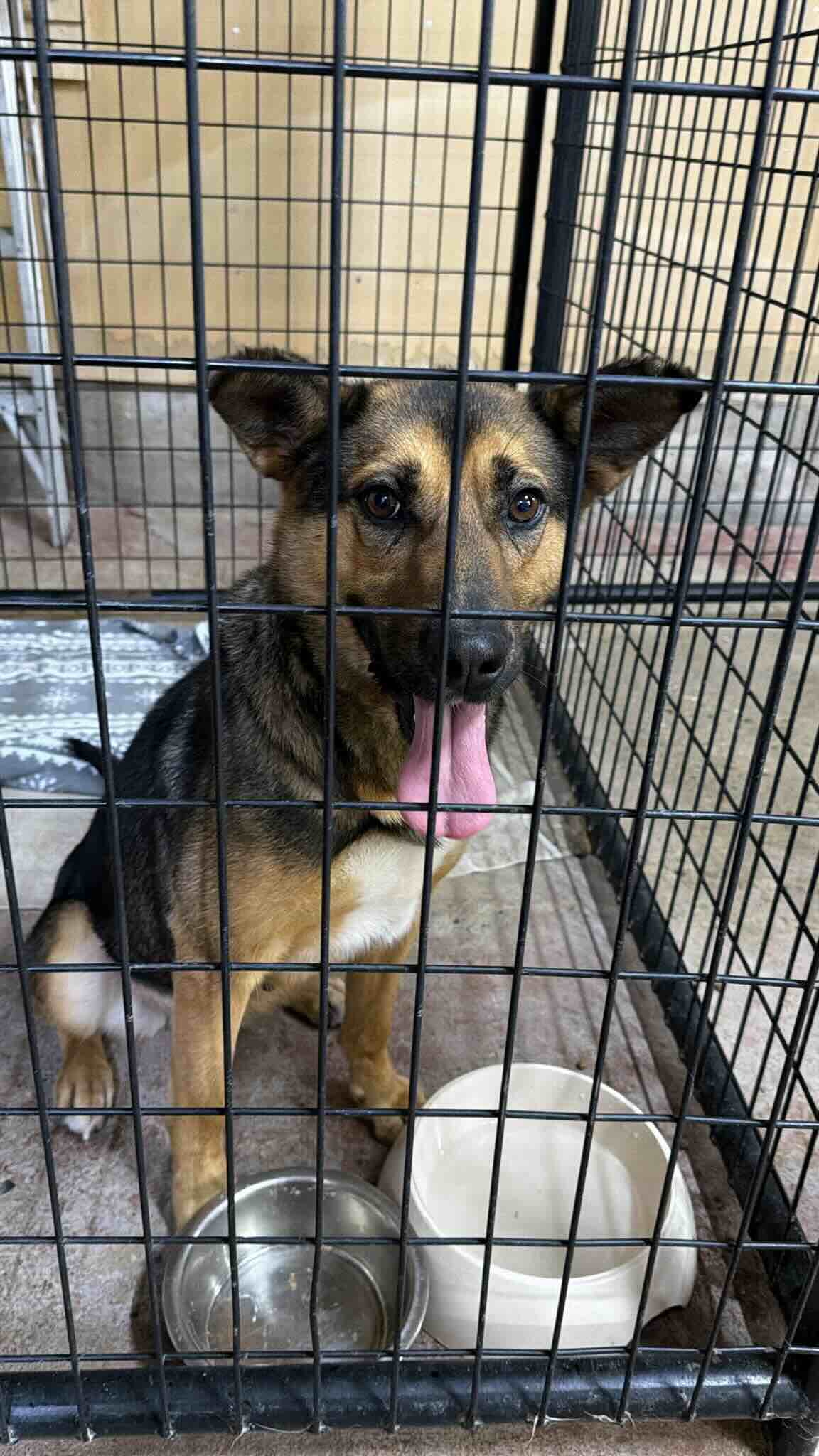 Tootsie - Shepherd Mix available for adoption at BARCS Rescue in Calgary