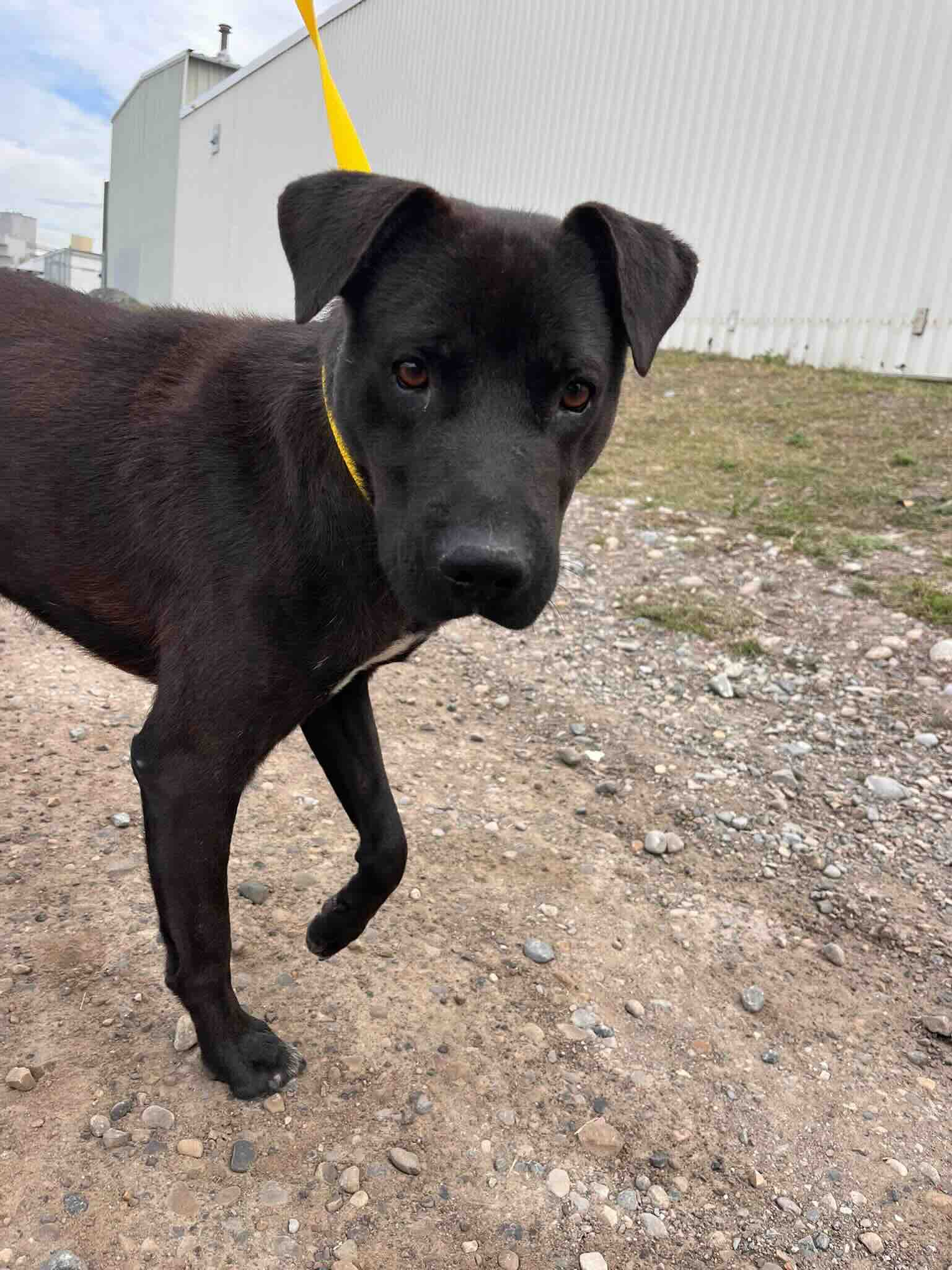 Asher - Lab Mix available for adoption at BARCS Rescue in Calgary (1 of 4)