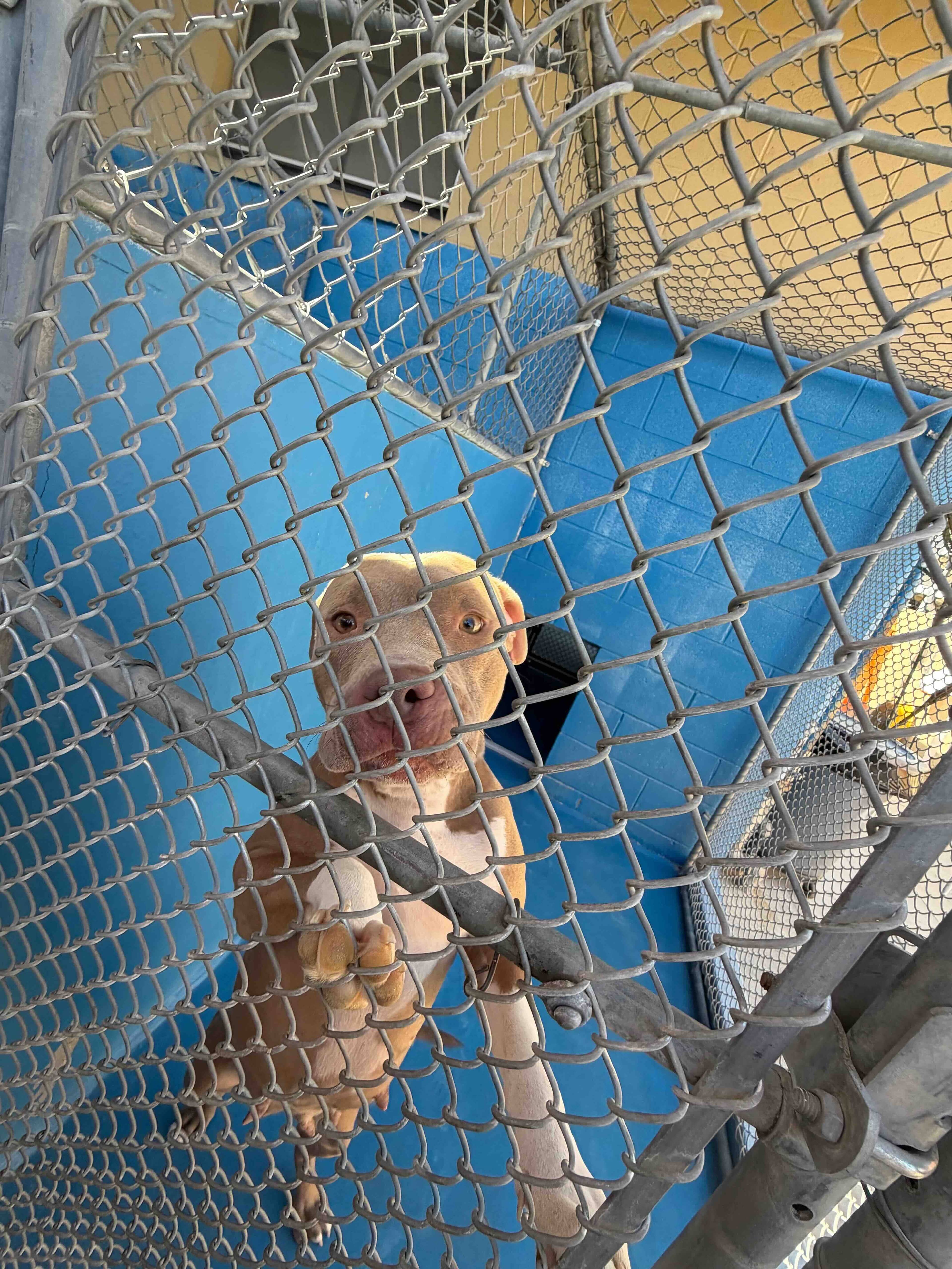 Ladysmith - Pit Bull Terrier Mix available for adoption at BARCS Rescue in Calgary