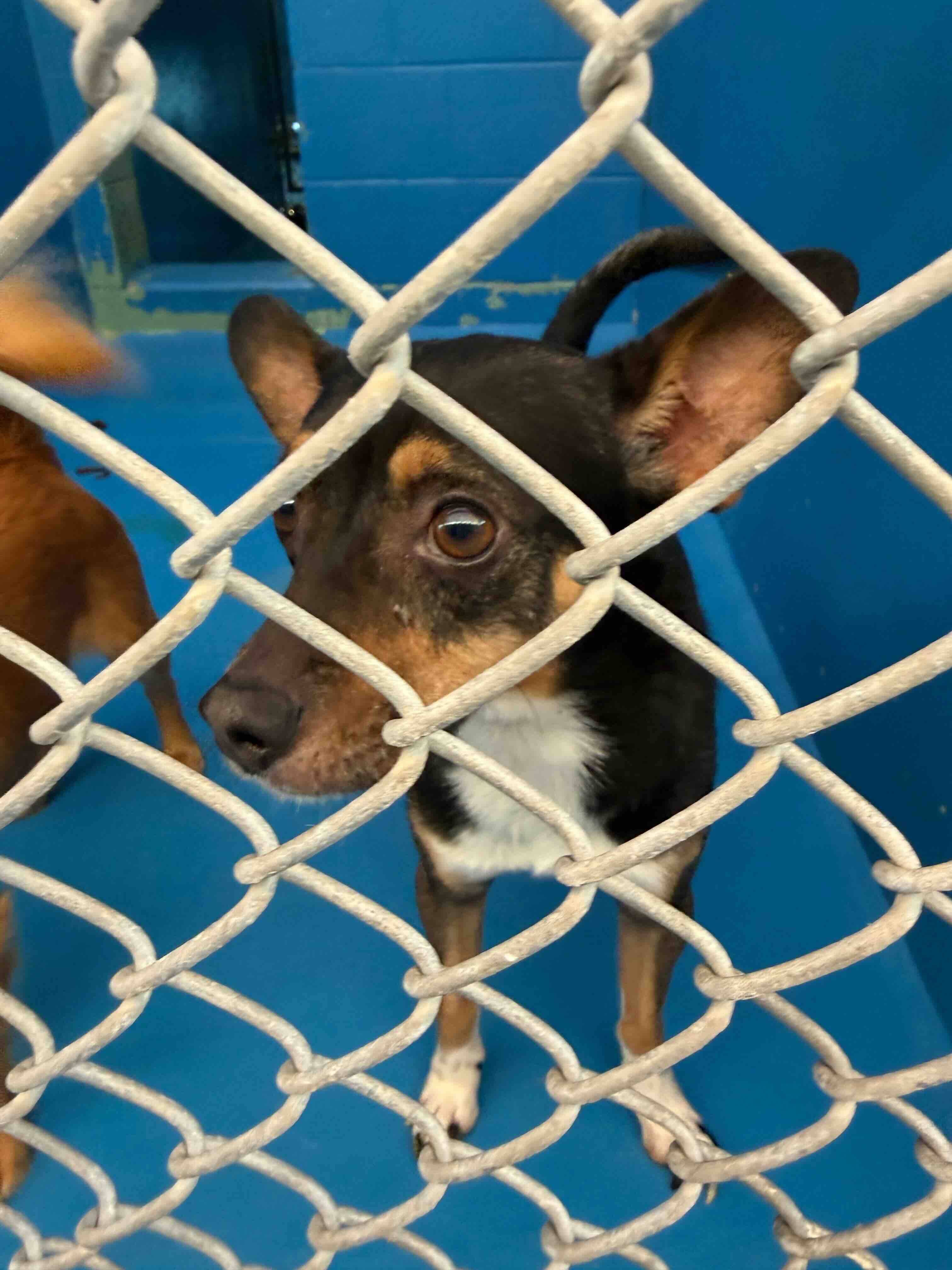 Amos - Chihuahua Mix available for adoption at BARCS Rescue in Calgary (1 of 2)
