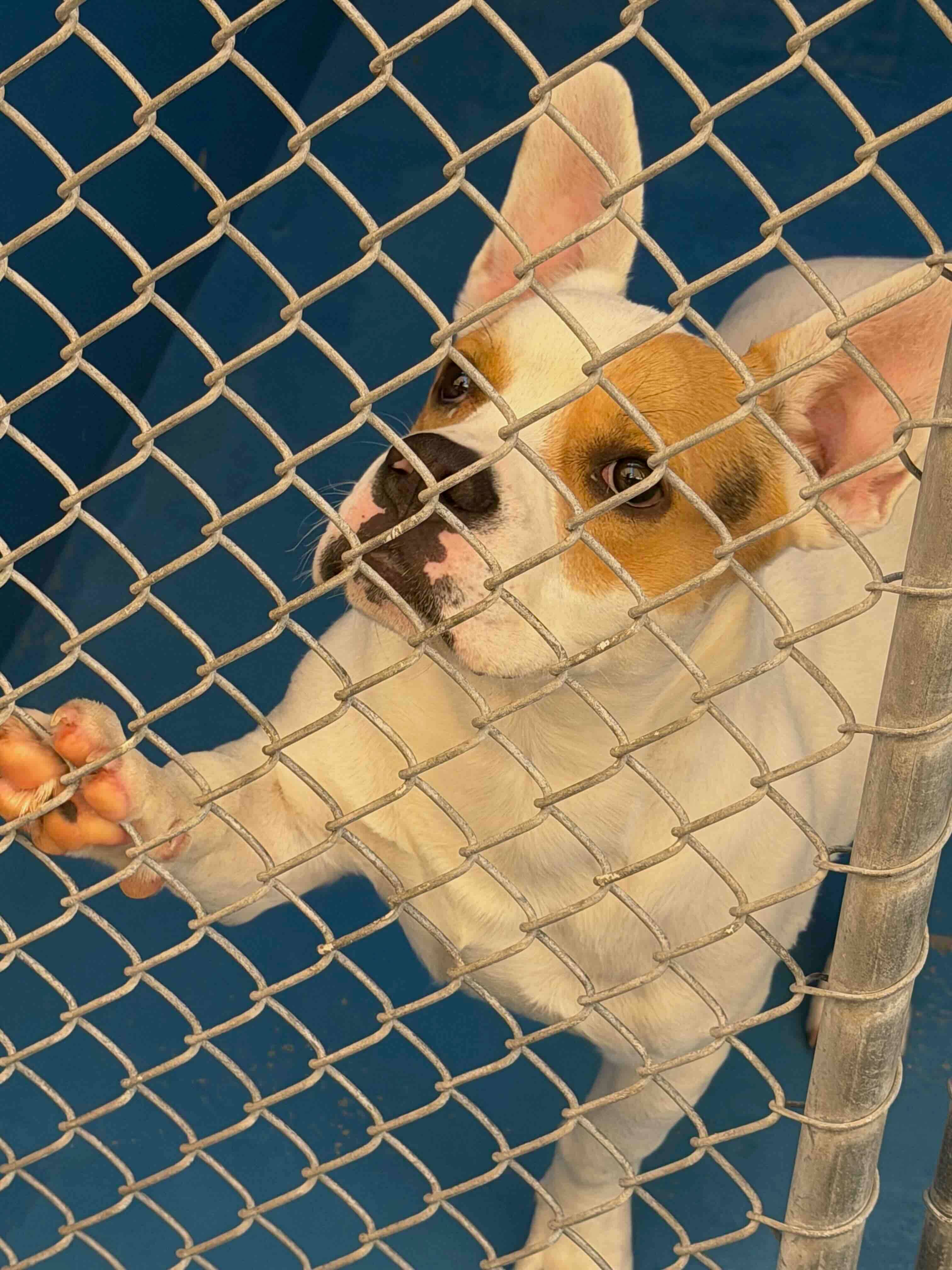 Nelson - French Bulldog Mix available for adoption at BARCS Rescue in Calgary (1 of 6)