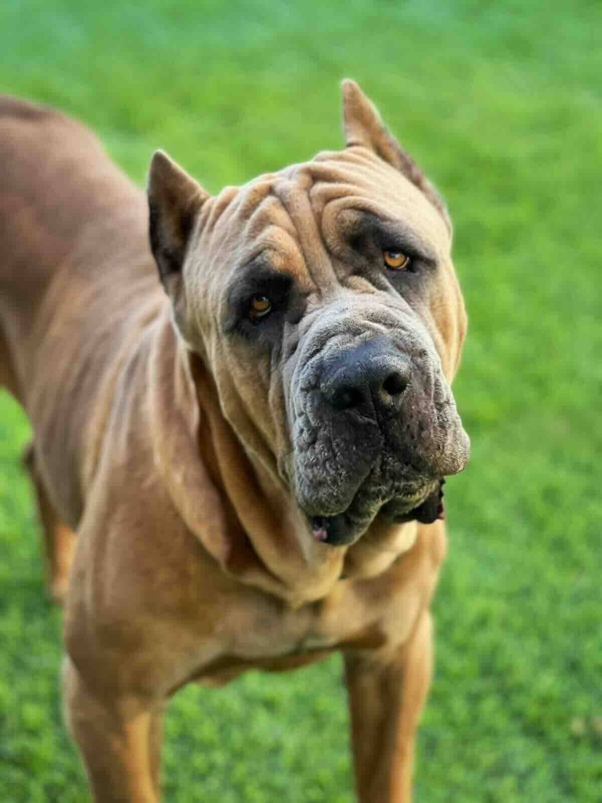 Saul - Cane Corso Mix available for adoption at BARCS Rescue in Calgary