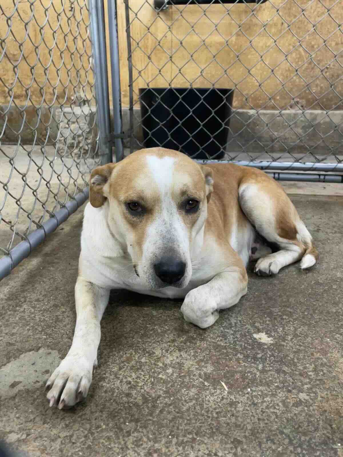 Virginia - Lab Mix available for adoption at BARCS Rescue in Calgary (1 of 3)