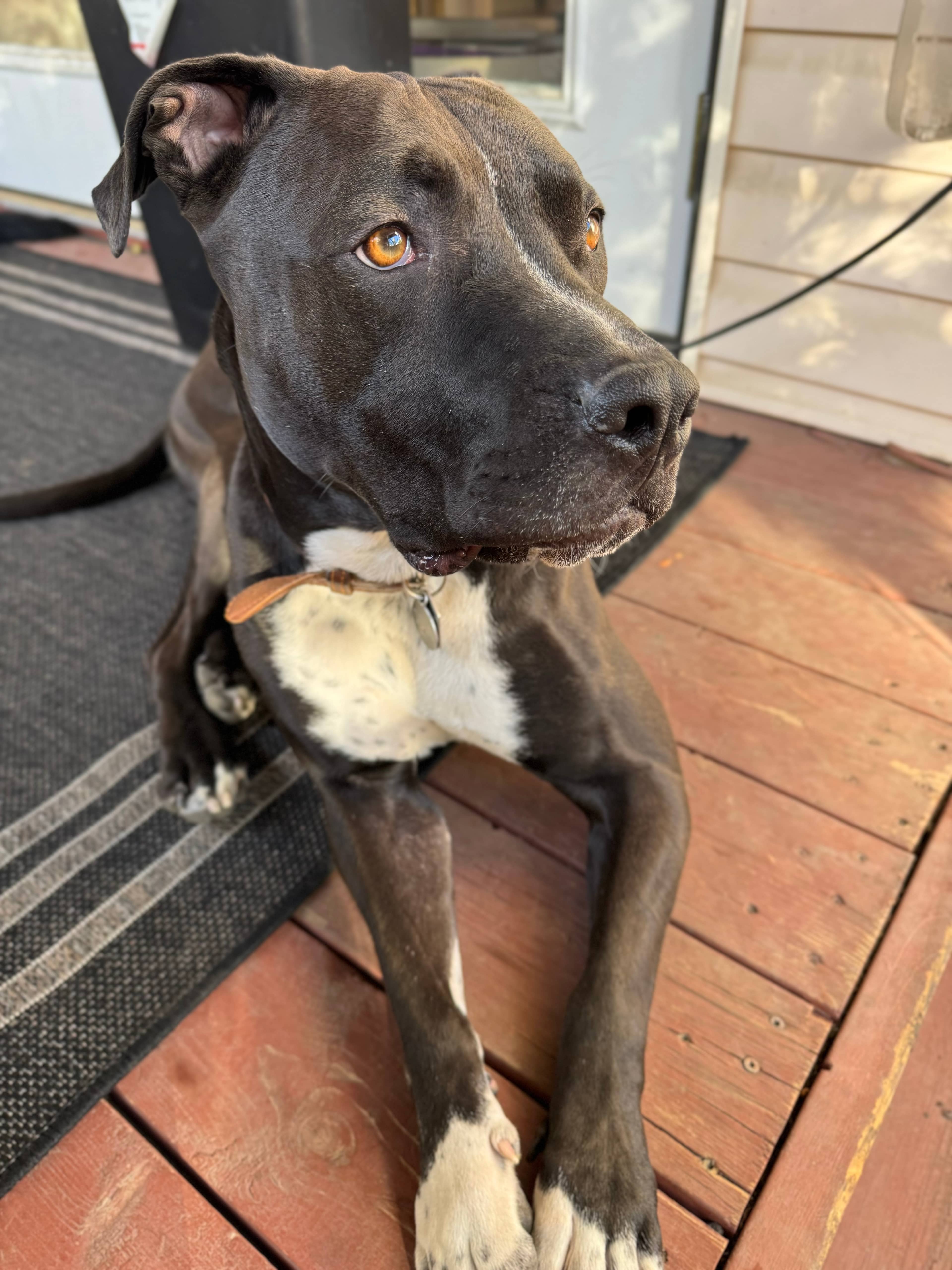 Atlas (Odin) - Pit Bull Terrier Mix available for adoption at BARCS Rescue in Calgary (1 of 6)