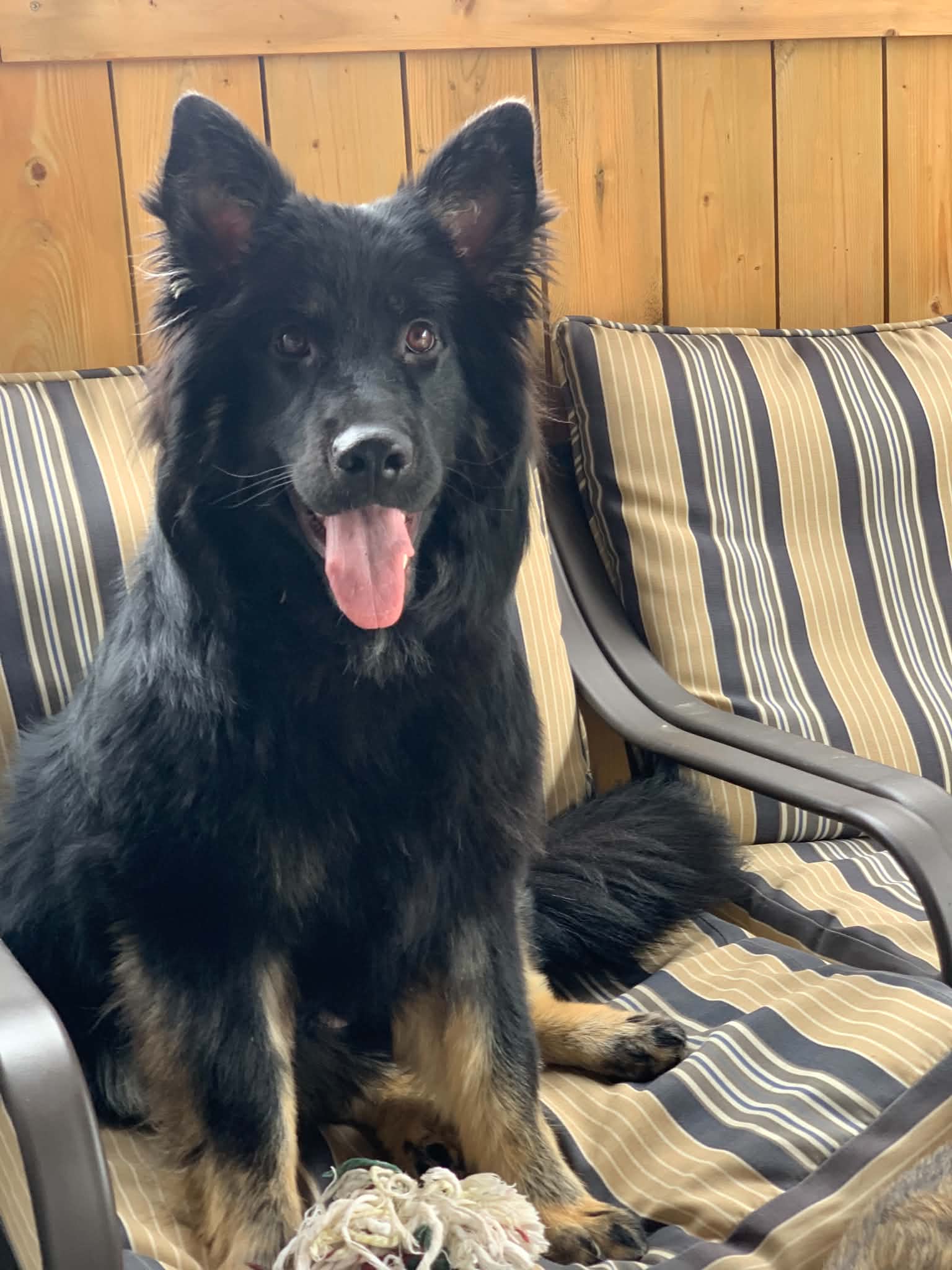 Itsy - Mixed Breed available for adoption at Bright Eyes Dog Rescue in Regina