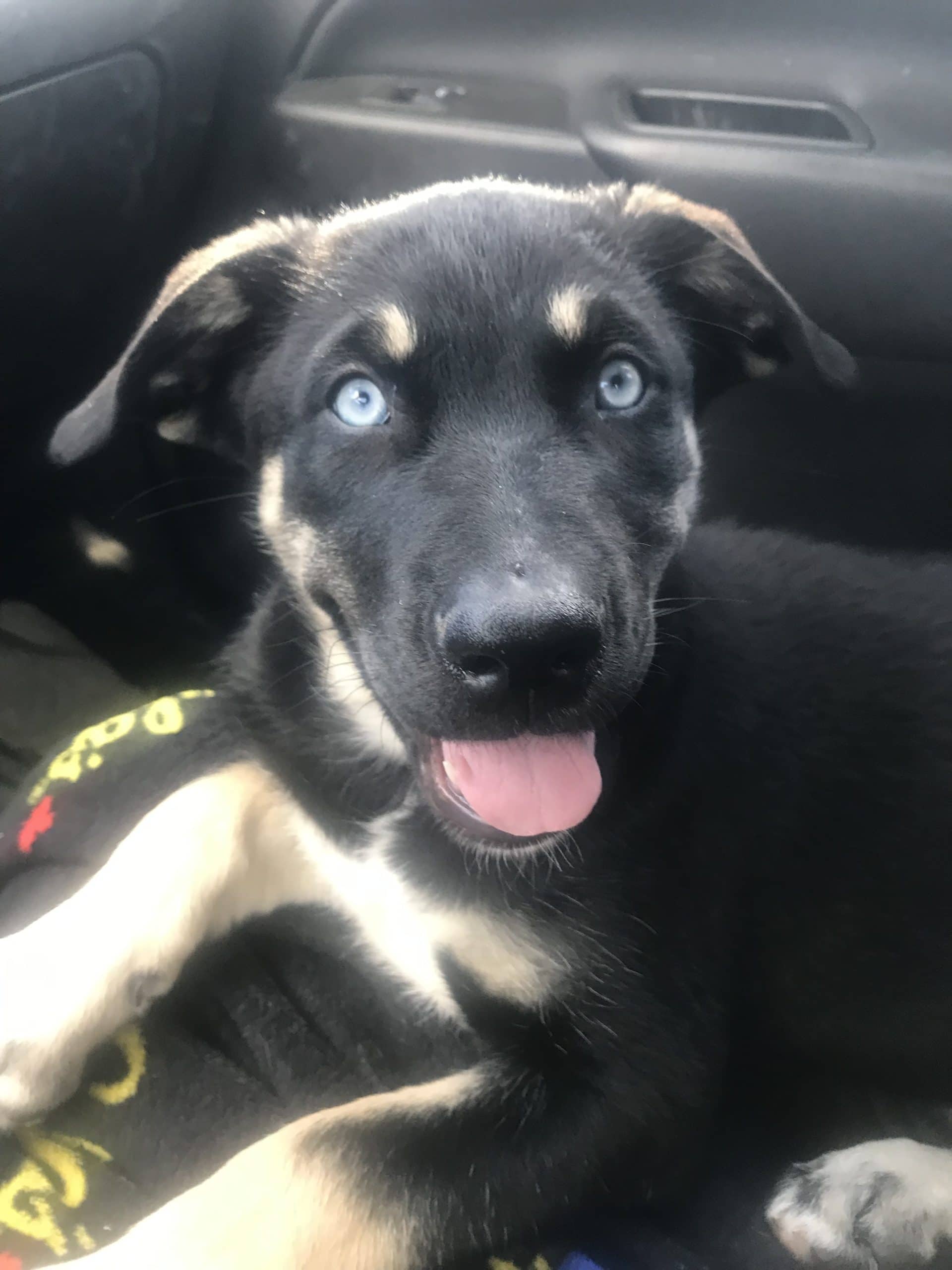Calvus (Cali) - Mixed Breed available for adoption
