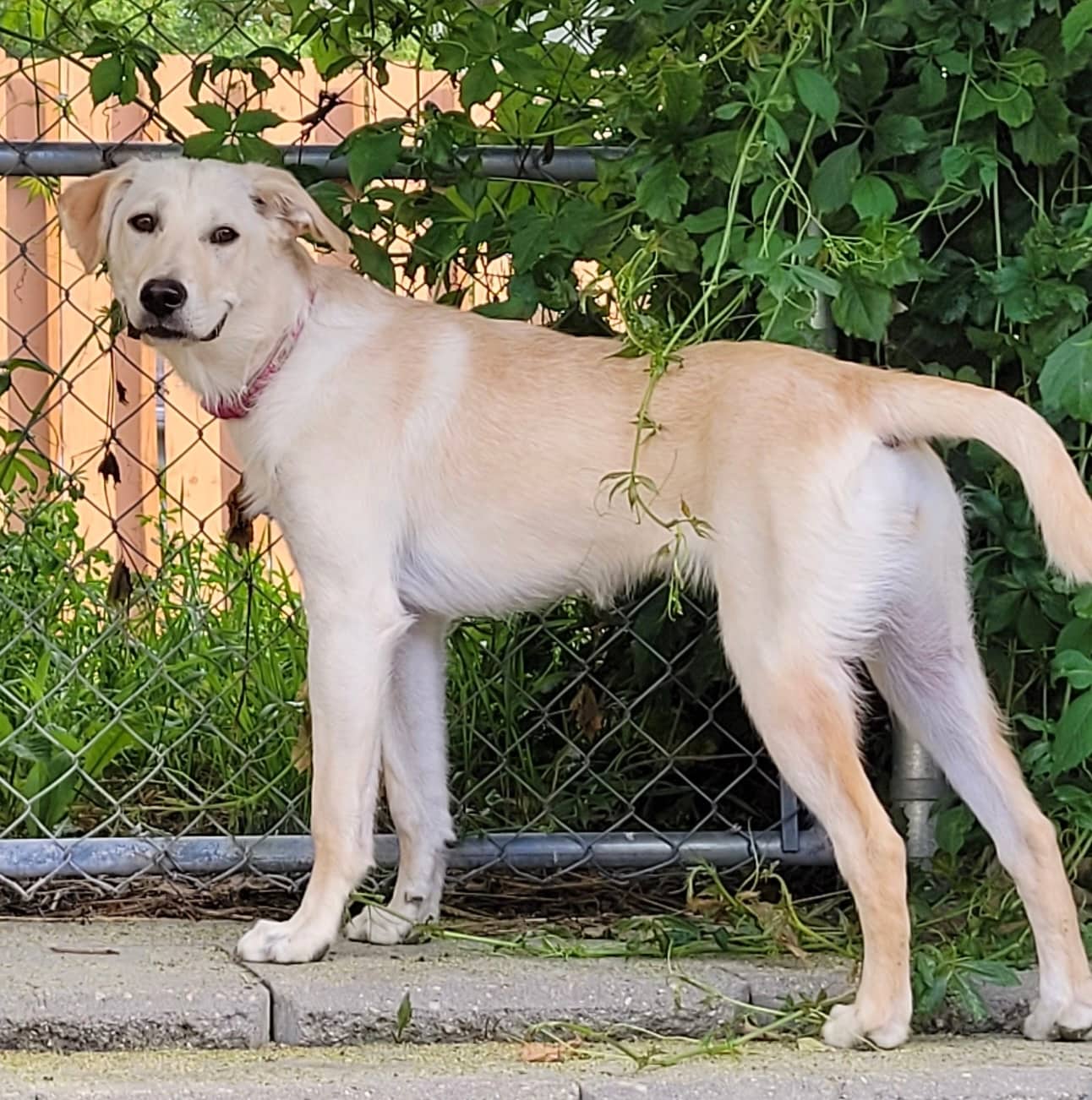Pearl - Mixed Breed available for adoption at Bright Eyes Dog Rescue in Regina