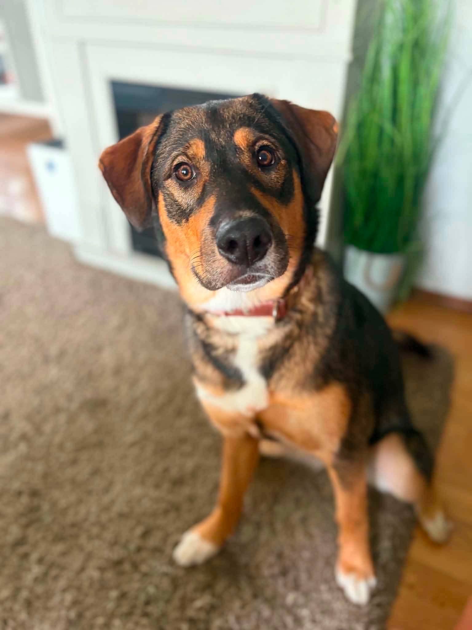 Emcee - Mixed Breed available for adoption