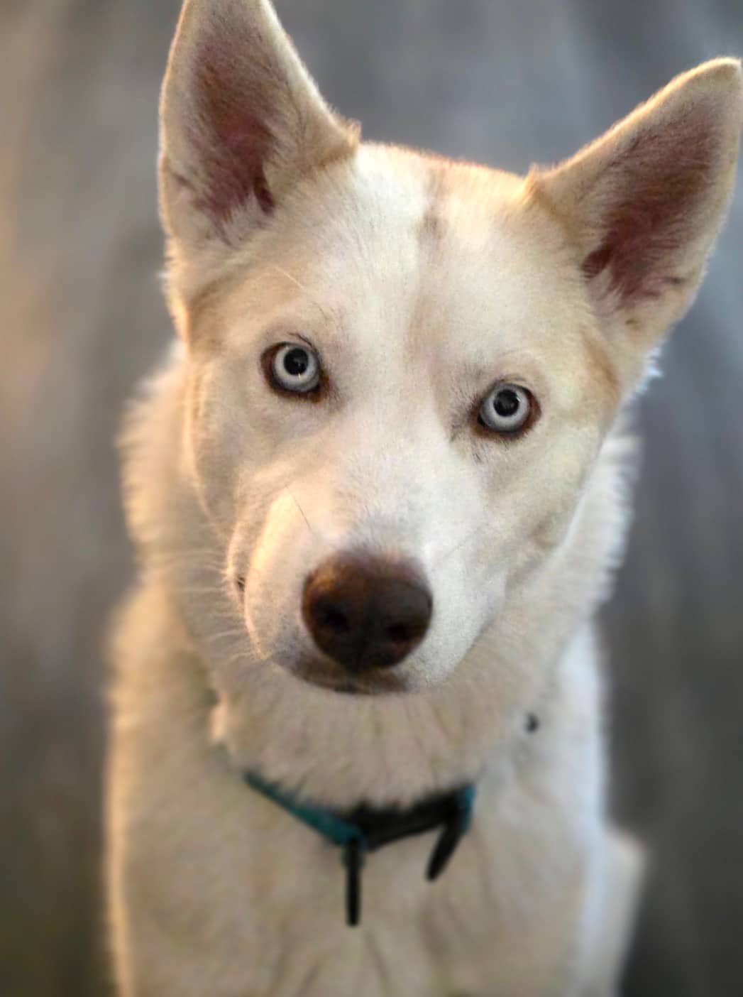 Stormy - Mixed Breed available for adoption