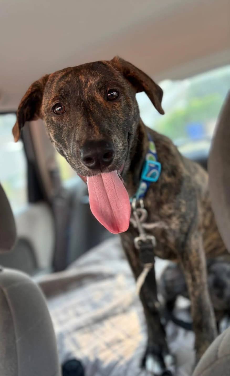 La Romana - Pit Bull / Shepherd Mix available for adoption
