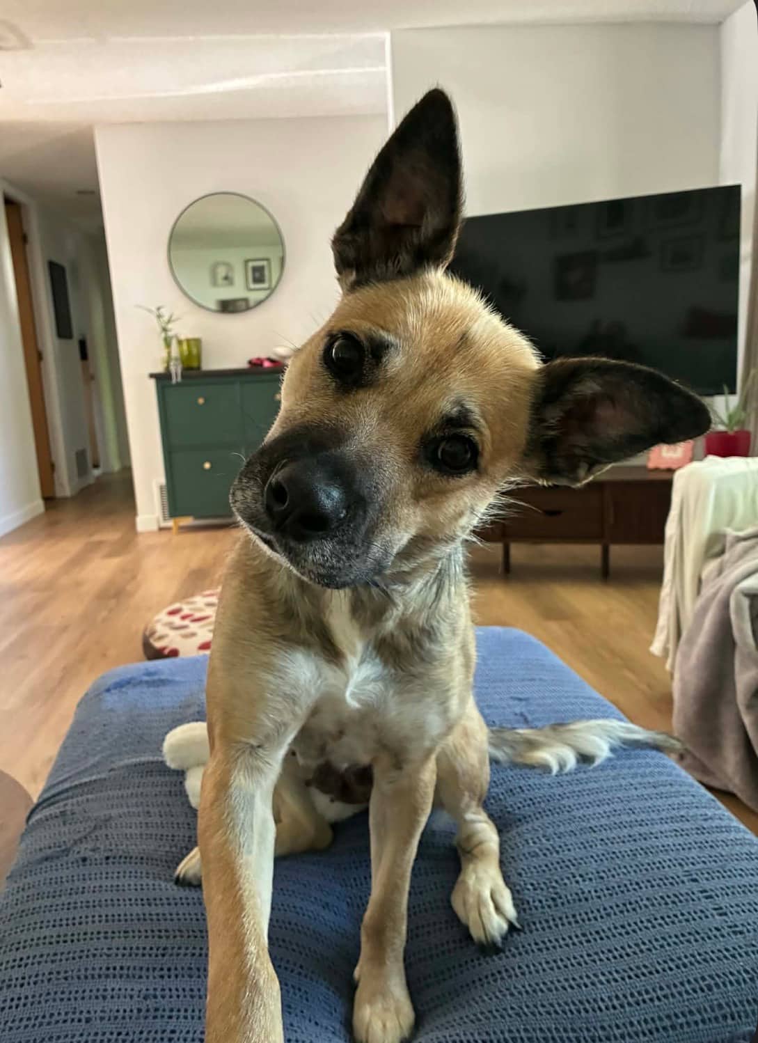Mammatus (Mammy) - Mixed Breed available for adoption