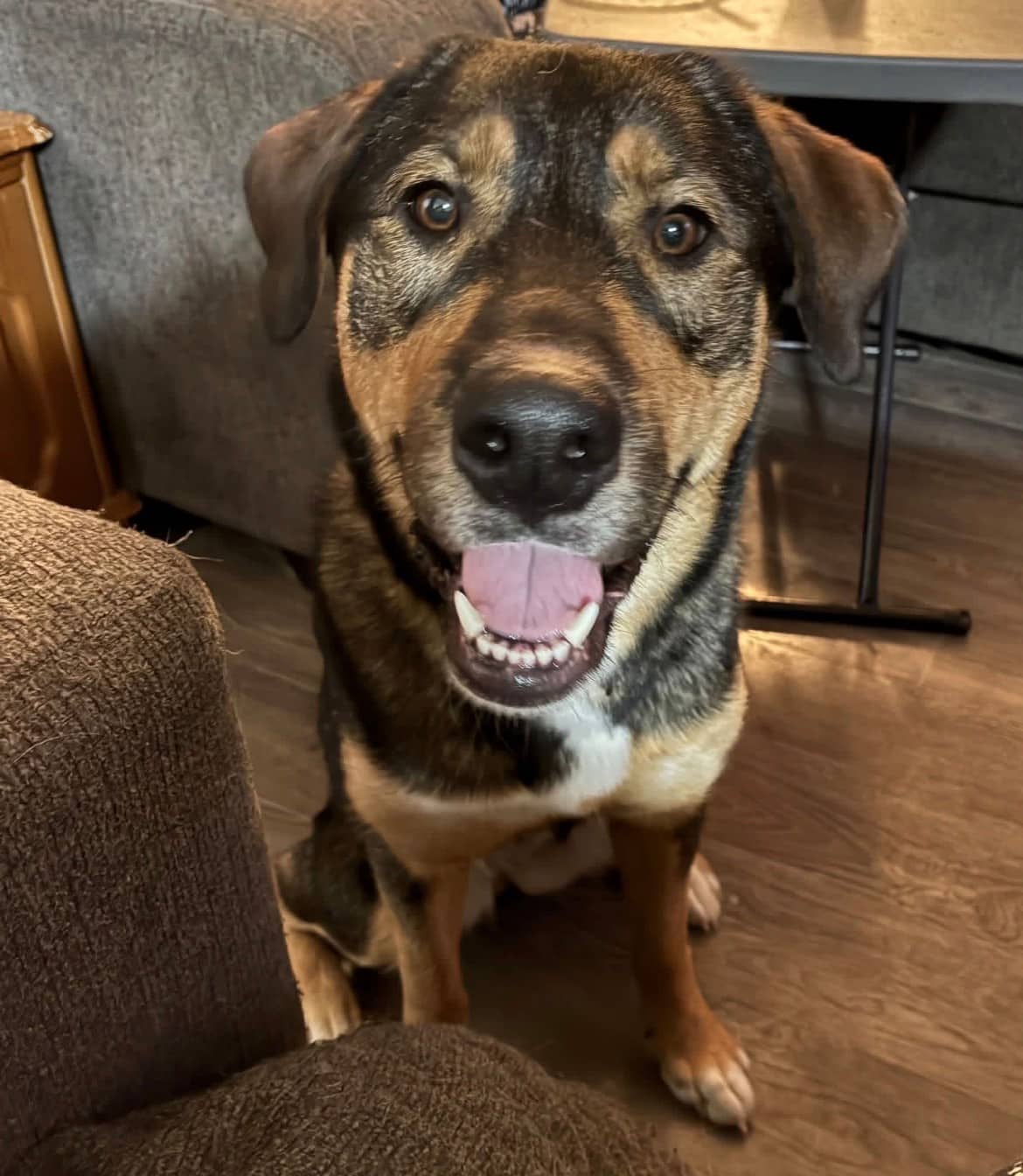 Emcee - Rottweiler Mix available for adoption at Bright Eyes Dog Rescue in Regina