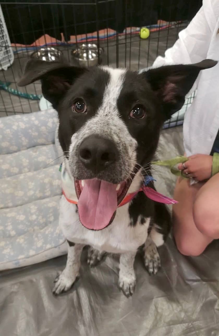 Dr. Whitaker - Mixed Breed available for adoption