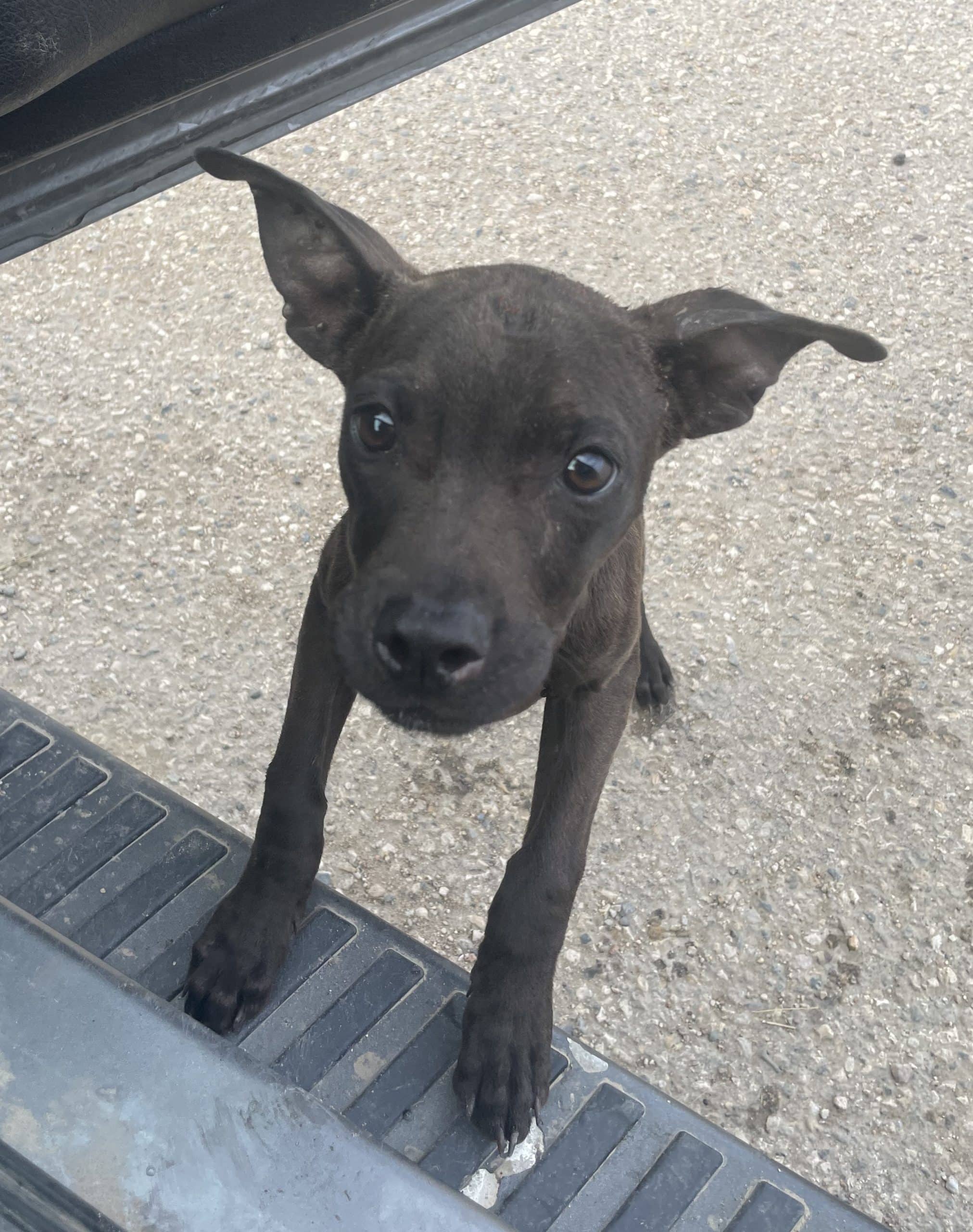 Shade - Mixed Breed available for adoption