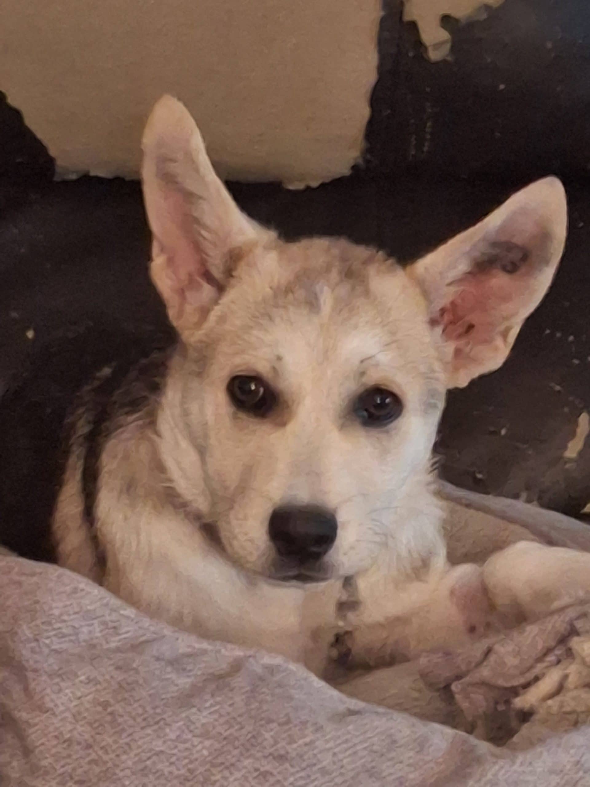 Silky - Mixed Breed available for adoption at Bright Eyes Dog Rescue in Regina