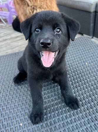 Solara - Mixed Breed available for adoption at Bright Eyes Dog Rescue in Regina