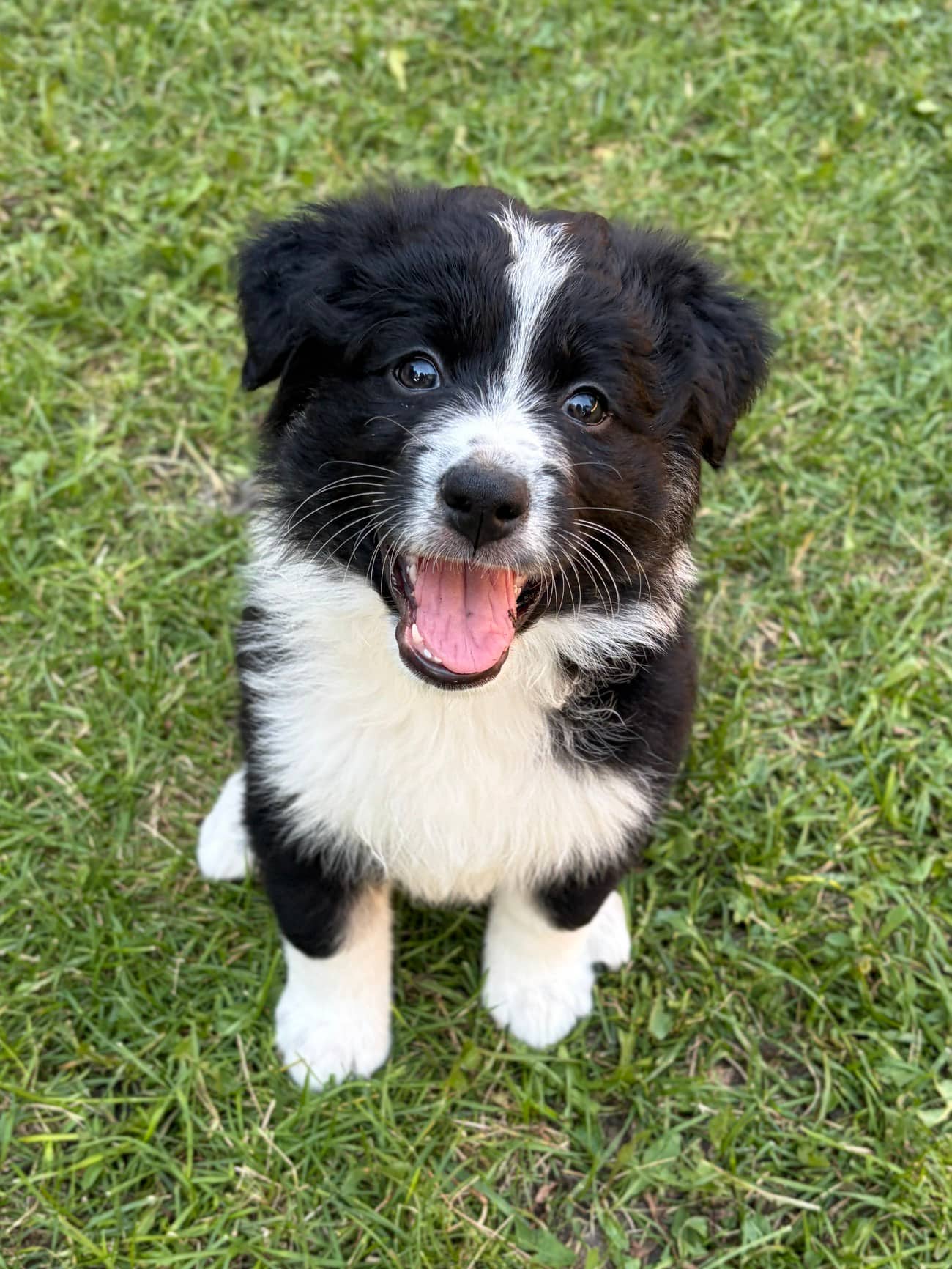 Nellie - Mixed Breed available for adoption at Bright Eyes Dog Rescue in Regina