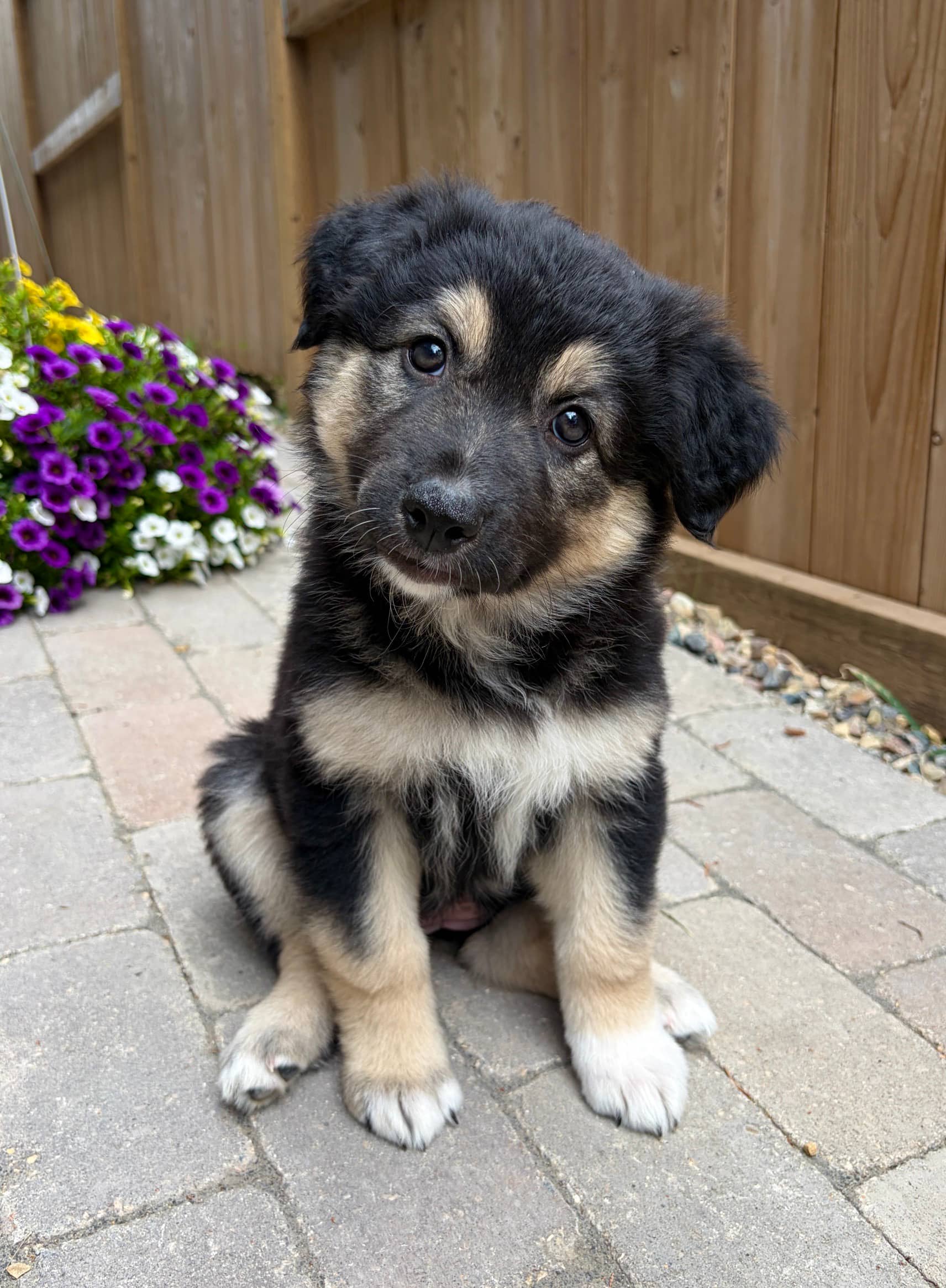 Goldie - Mixed Breed available for adoption at Bright Eyes Dog Rescue in Regina