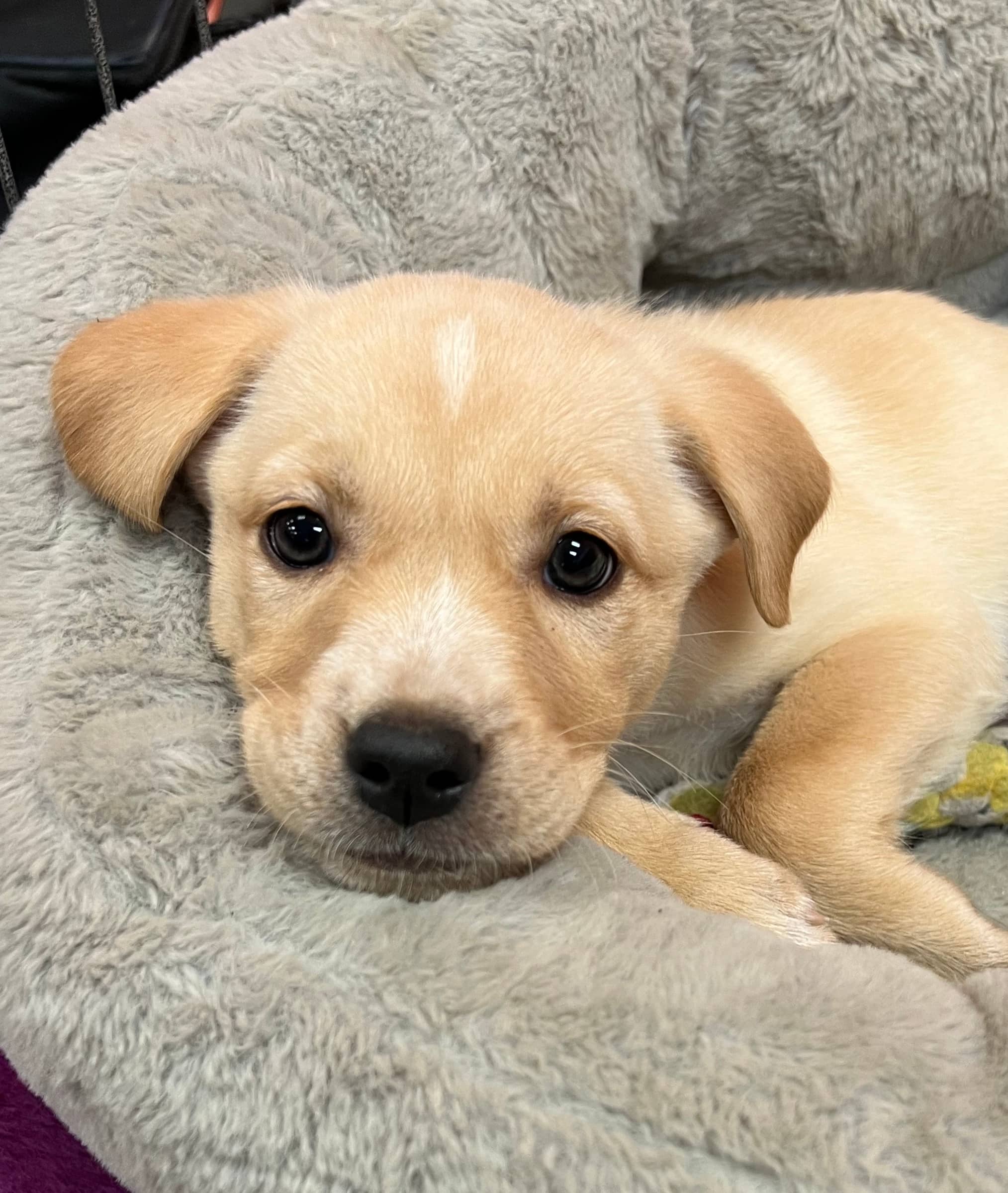 Cinderella - Mixed Breed available for adoption