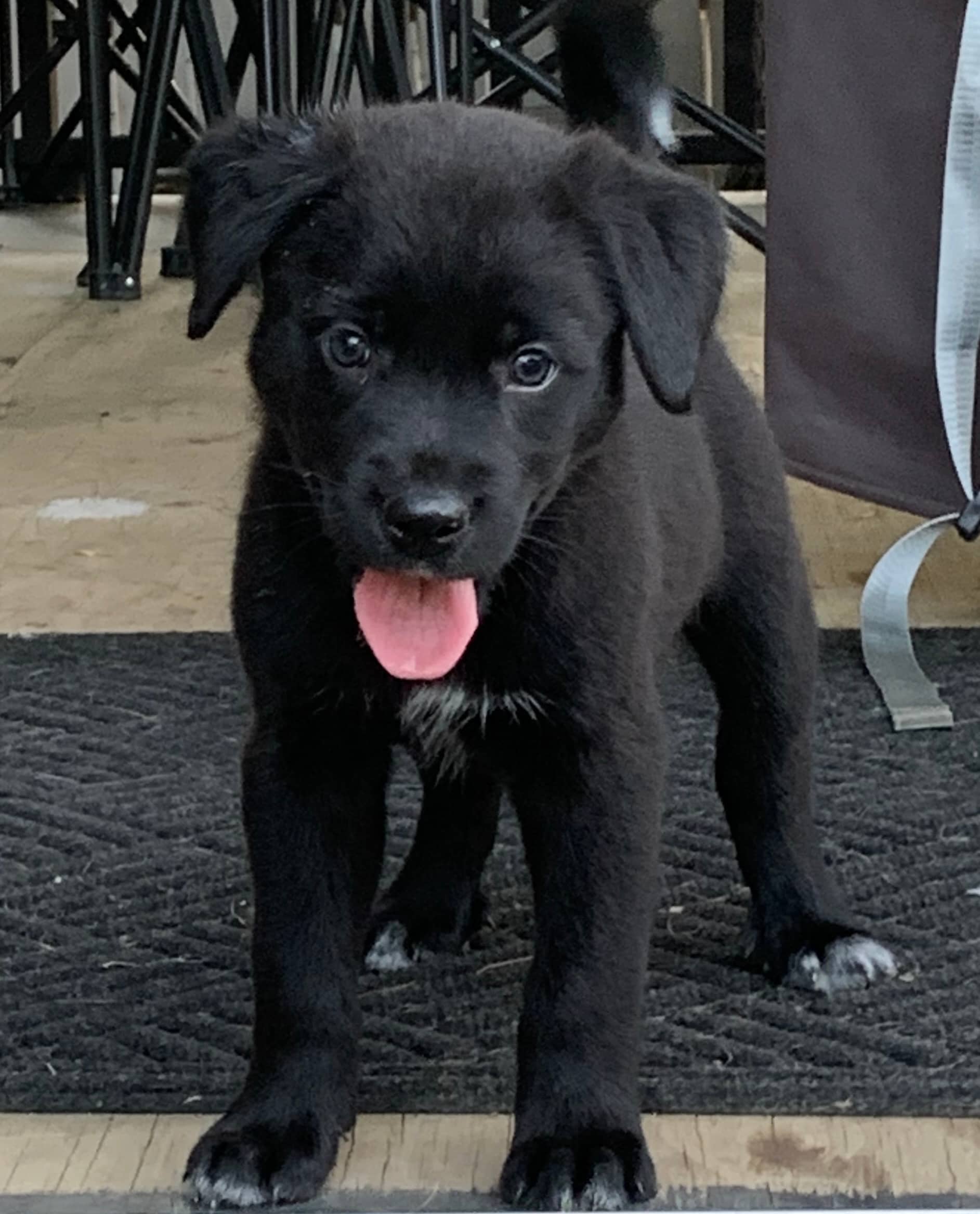 Winnie the Pooh - Mixed Breed available for adoption