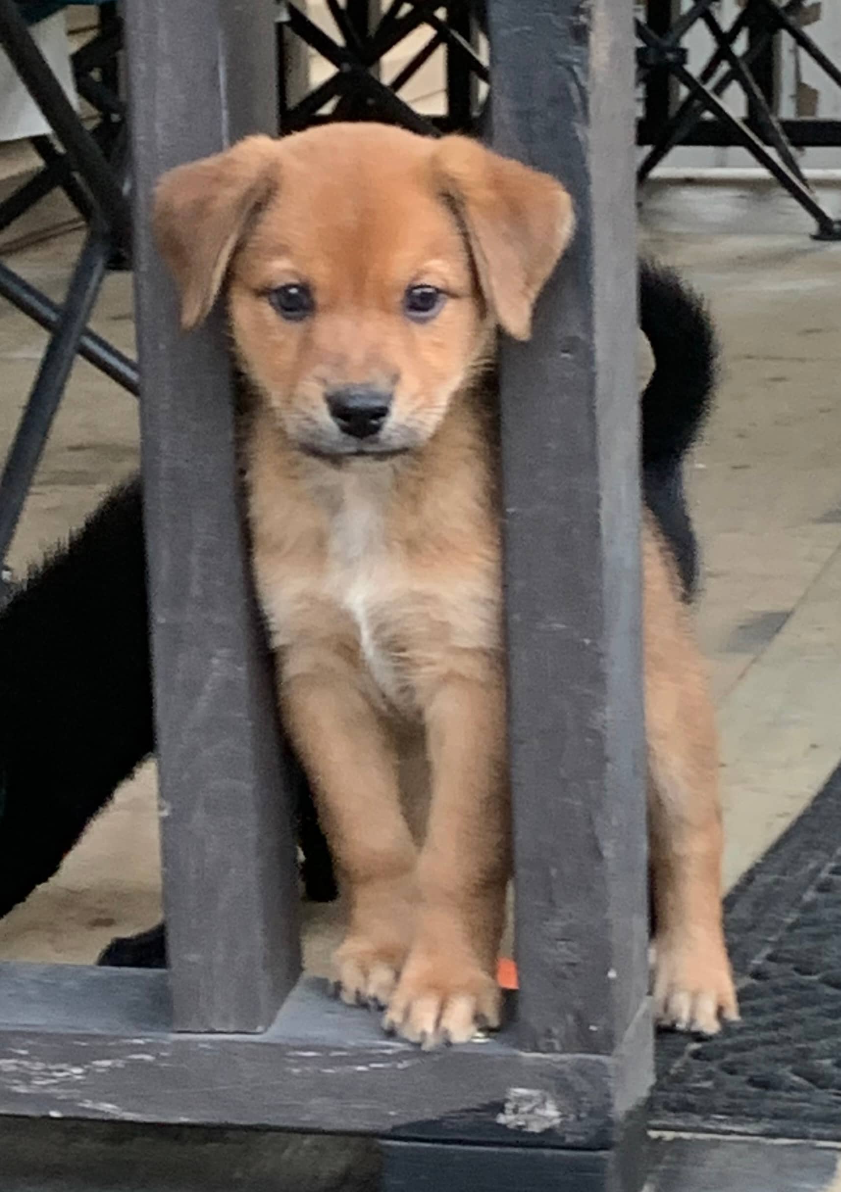 Goofy - Mixed Breed available for adoption