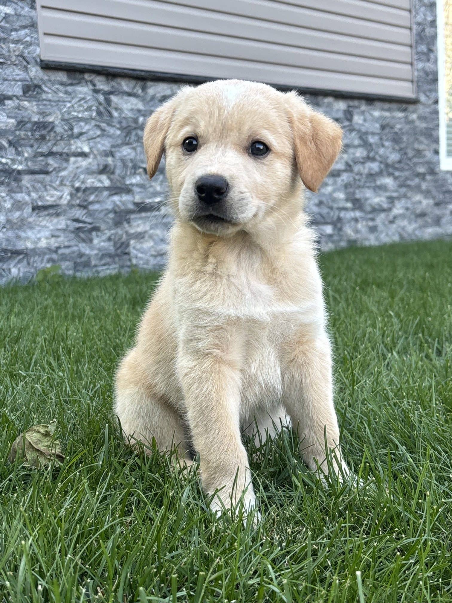 Mickey Mouse - Mixed Breed available for adoption