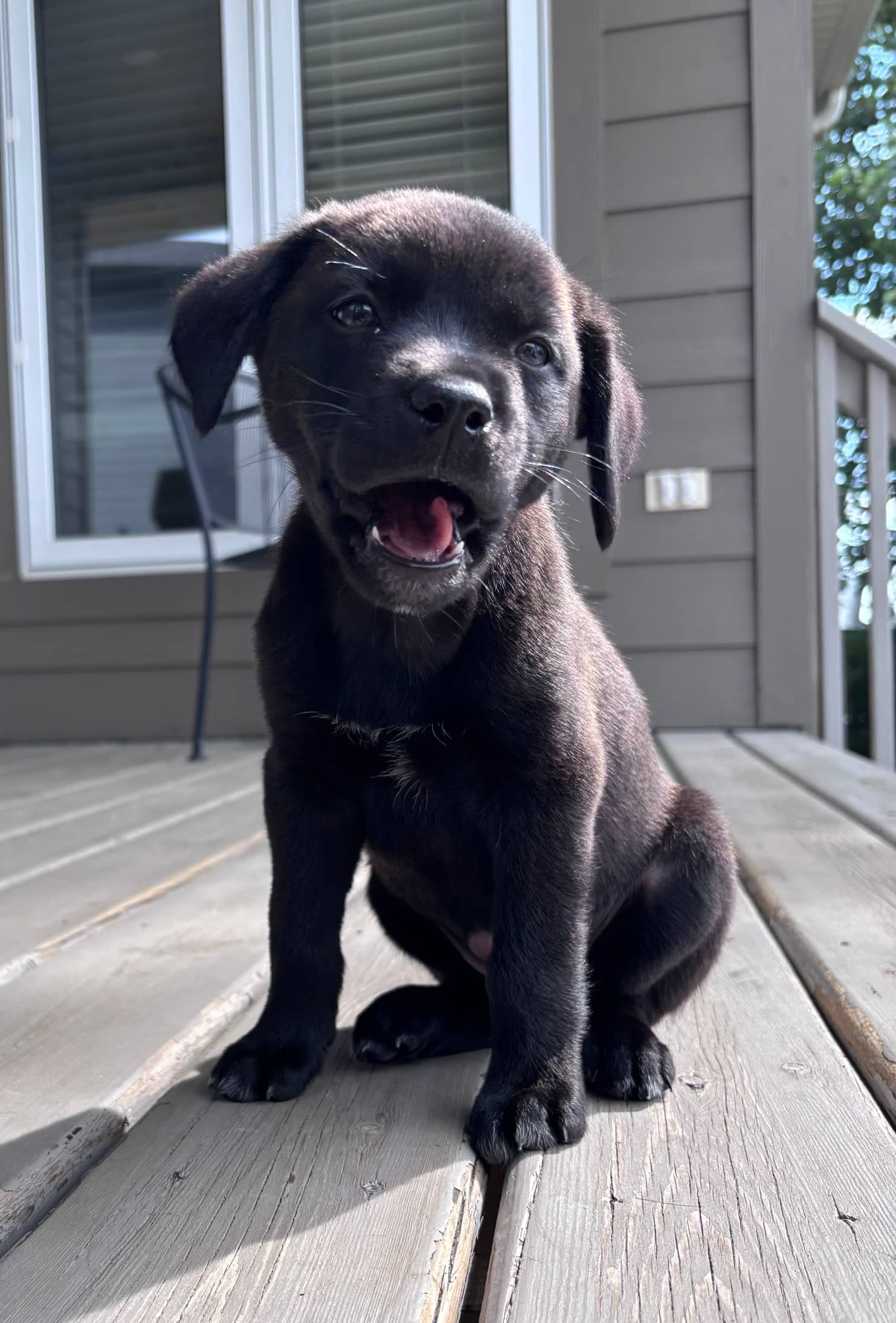 Peter Pan - Mixed Breed available for adoption