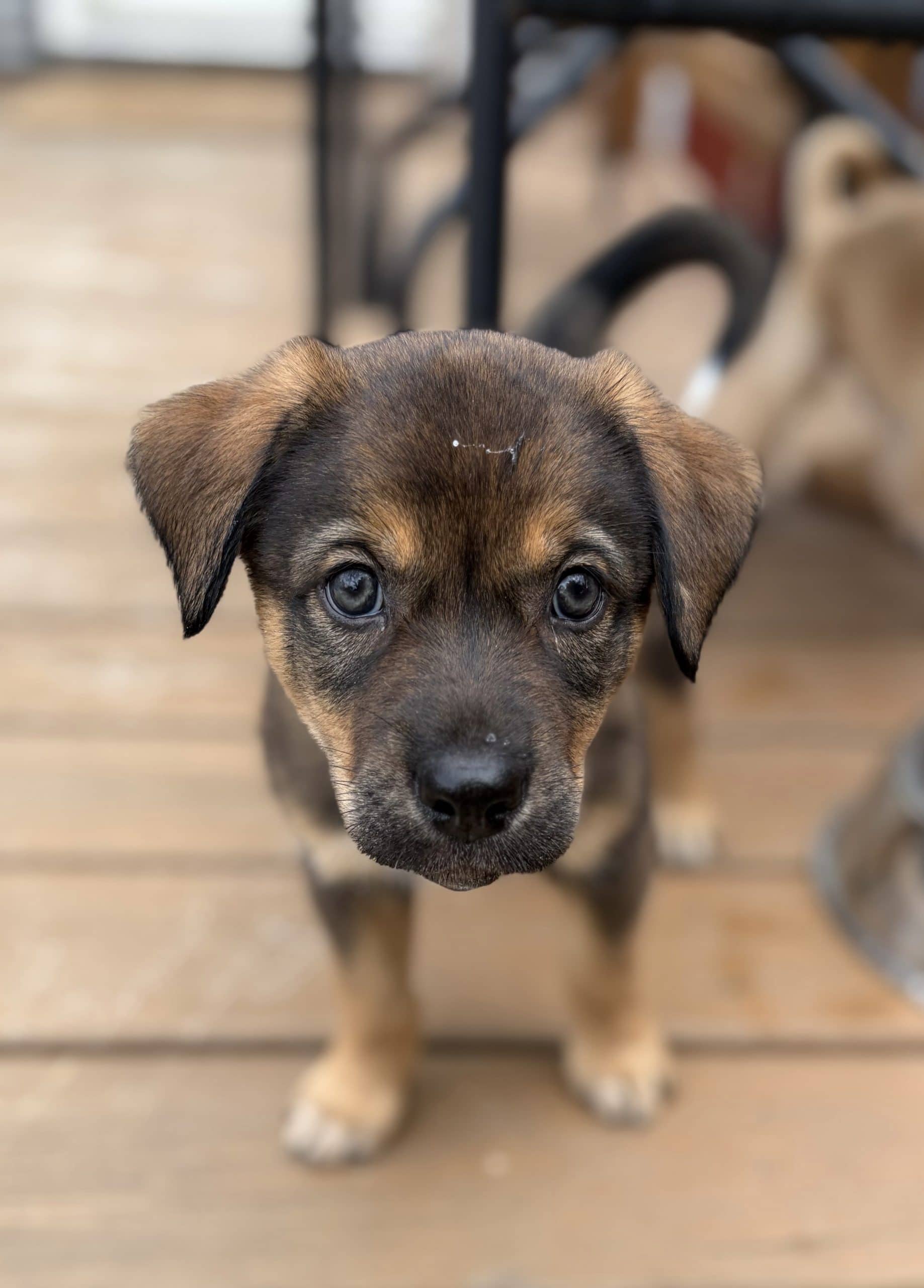 Jiminy Cricket - Mixed Breed available for adoption