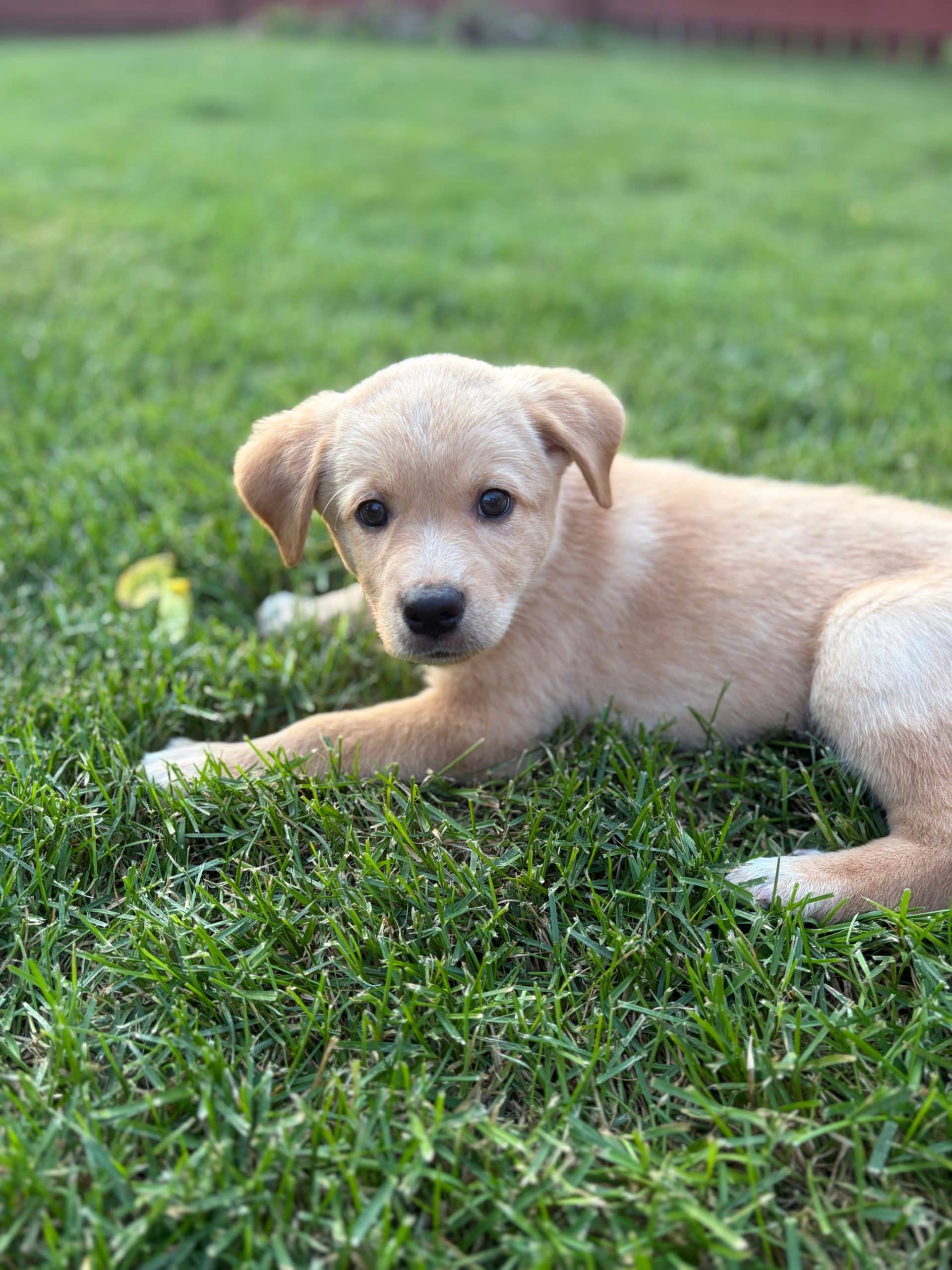 Donald Duck - Mixed Breed available for adoption