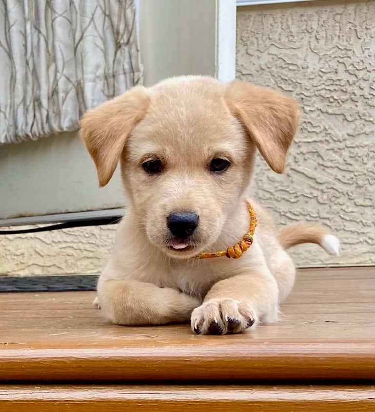 Pinocchio - Mixed Breed available for adoption