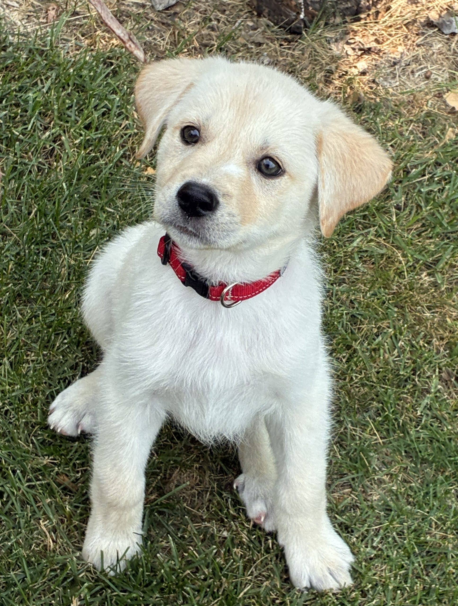 Dumbo - Mixed Breed available for adoption
