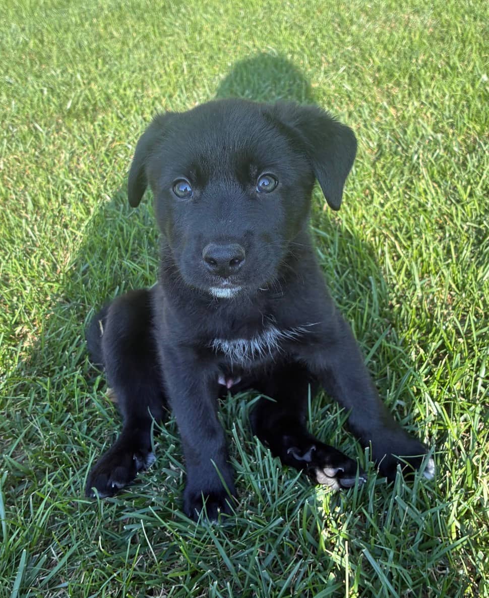 Bambi - Mixed Breed available for adoption